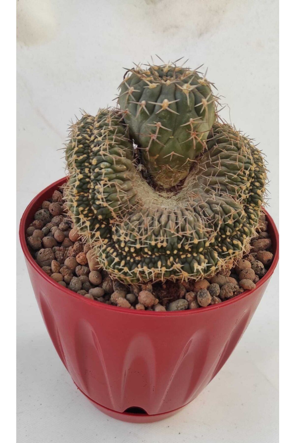 Pagoda Gymnocalycium Tr,acanthum Cristata-15 Cm Saksıda-kaktüs-ref 20b/27