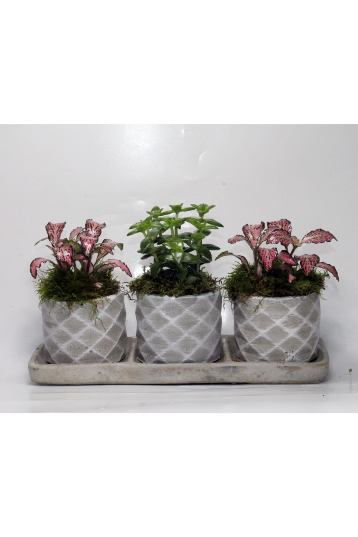 aloha concept Trio Beton Saksıda Fittonia Ve Ithal Sukulent Hediyelik