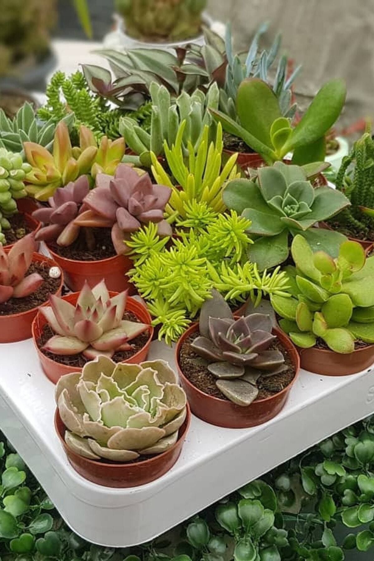 Hira çiçekçilik. 20'li Sukulent Set