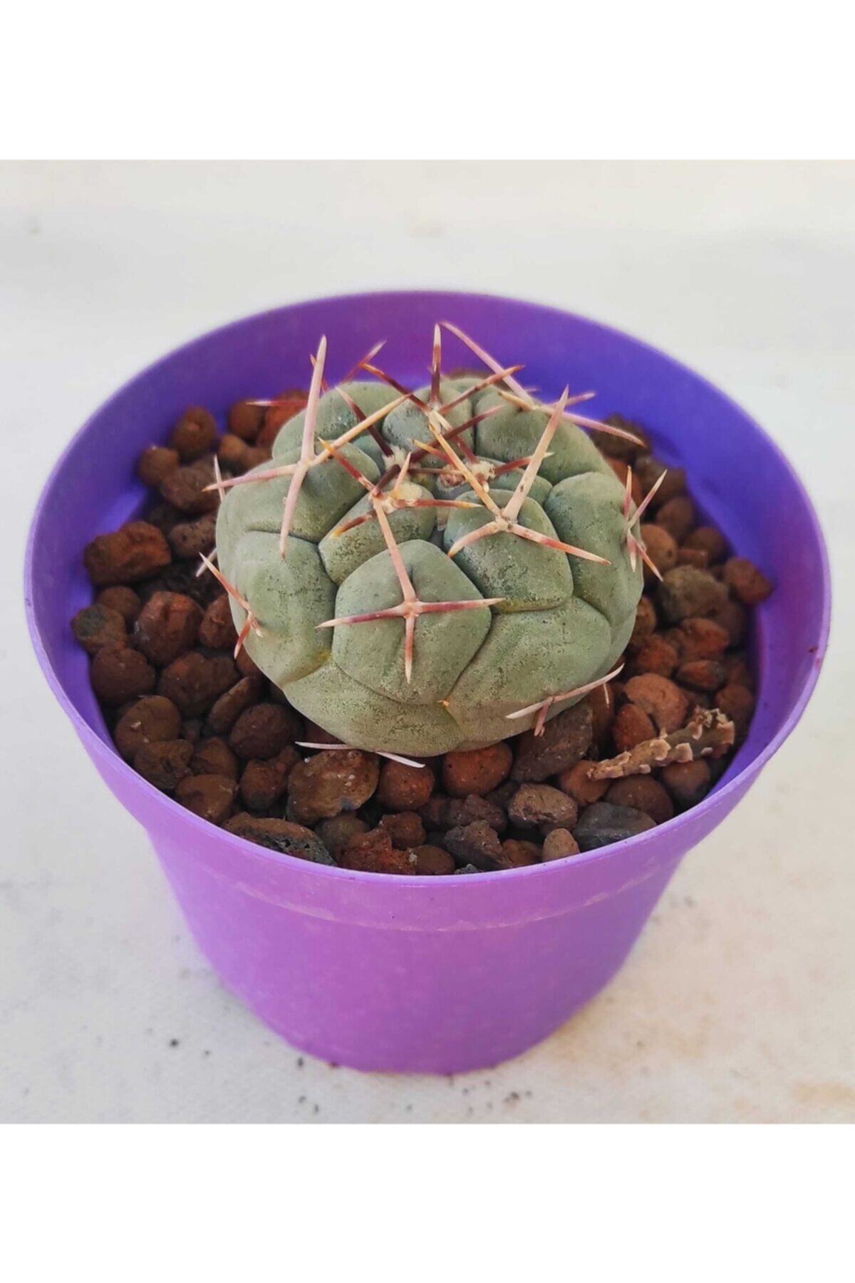 Pagoda Thelocactus Hexaedrophora-8,5 Cm Saksıda-ref 18d/58