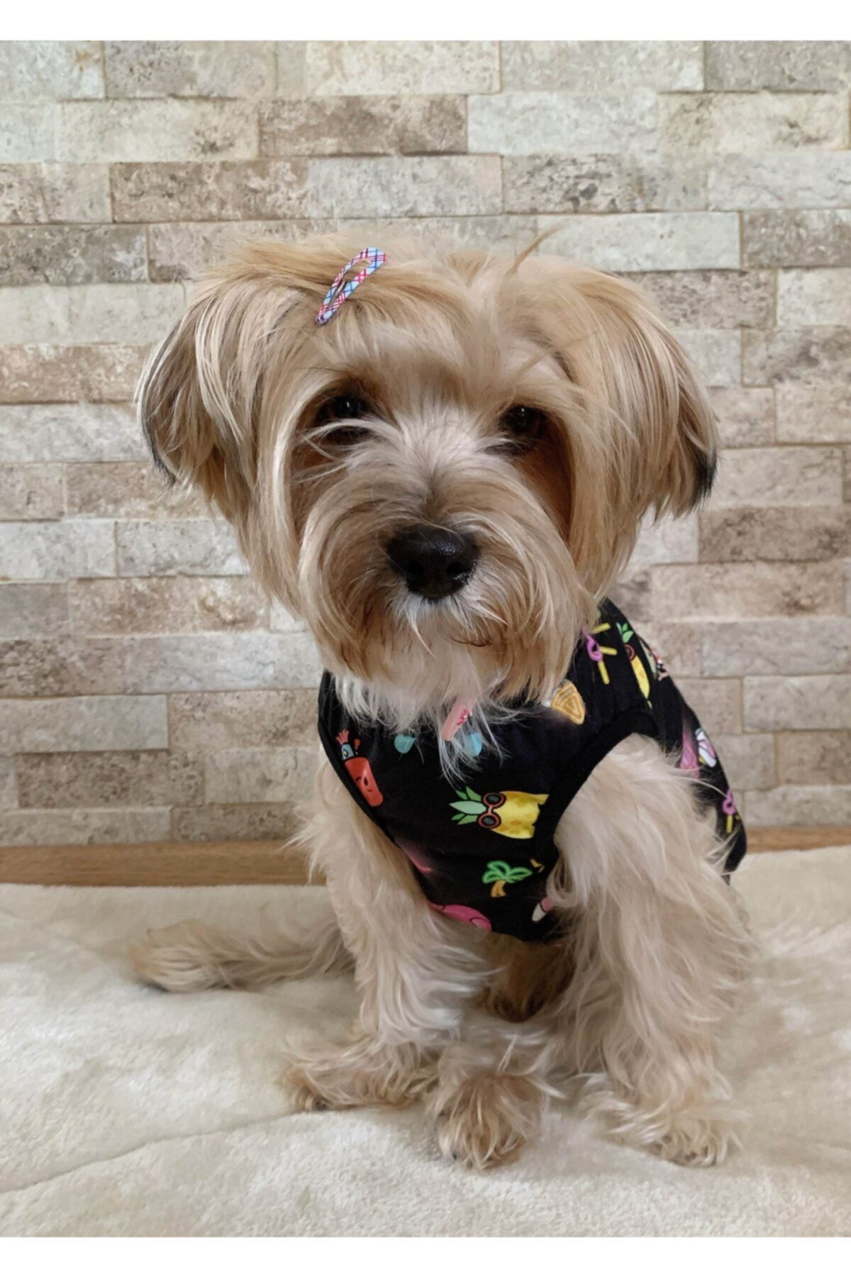 Buddy Store Kedi Ve Köpek Kıyafeti & Elbisesi Organik Kumaş Model Uzay