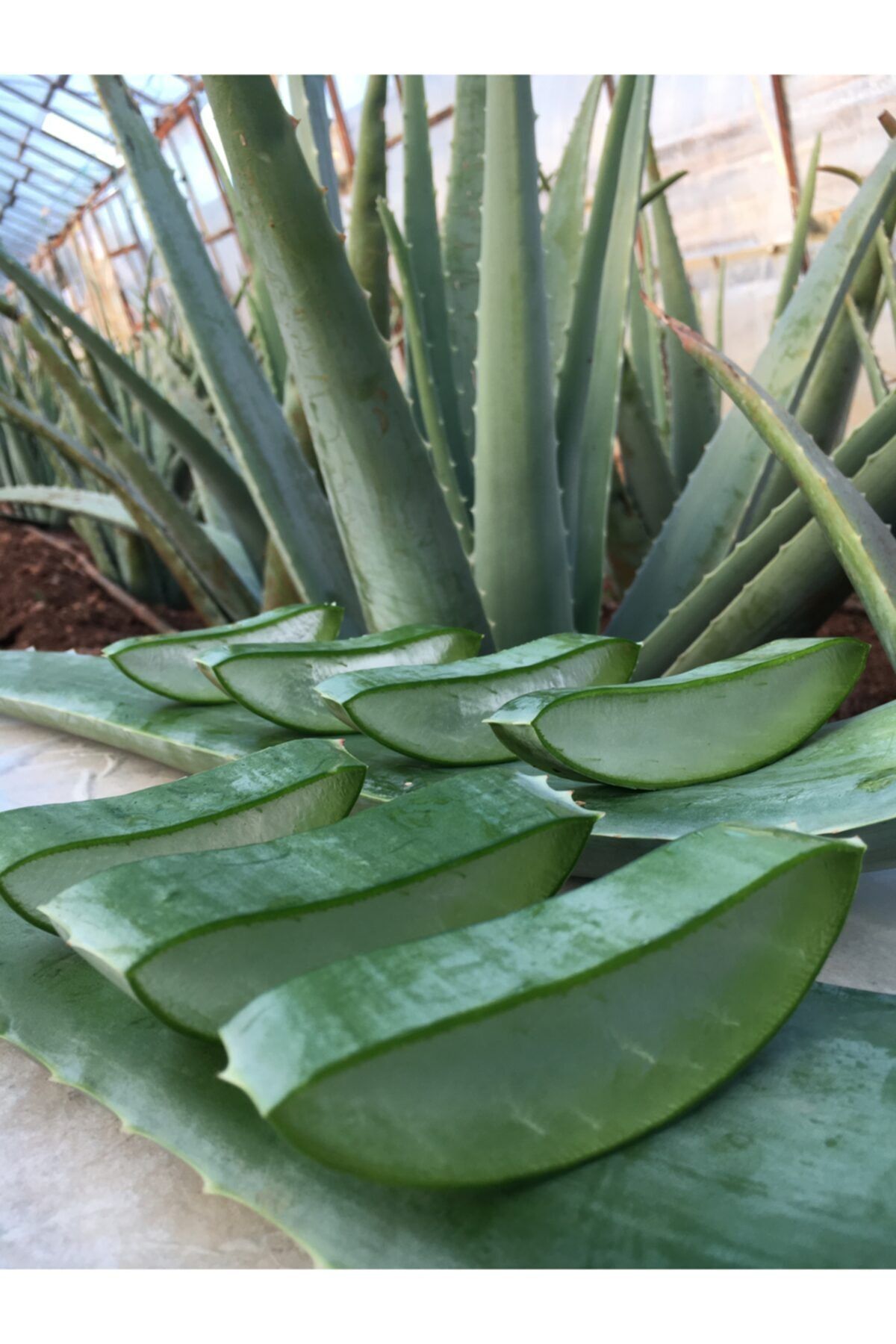 FidanBudur Jel Için Aloe Vera Yaprağı 3 Kg Doğal