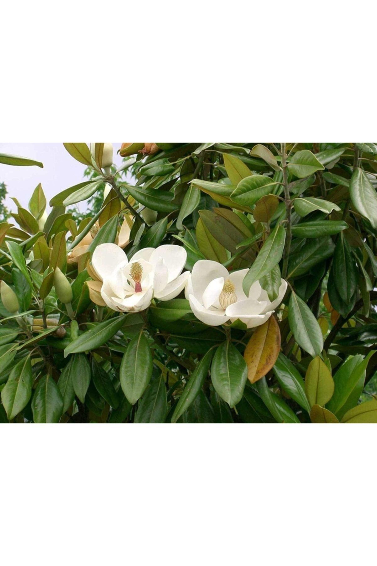 fidanistanbul Yaprak Dökmeyen Manolya Fidanı Magnolia Grandiflora 150 cm 5 Yaş Saksıda