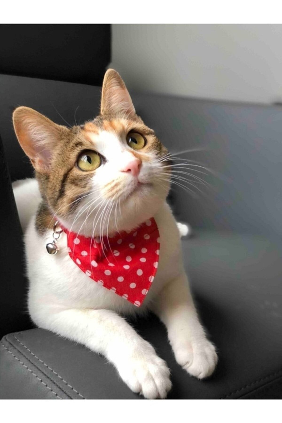 DECORTEX Kedi Boyun Tasması Fularlı Çıngıraklı Kırmızı
