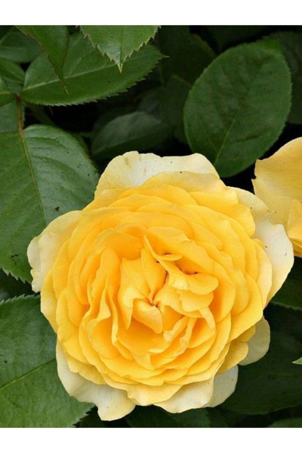 fidanistanbul Gül Fidanı Sarı Rosa Laxa Yellow, Saksıda