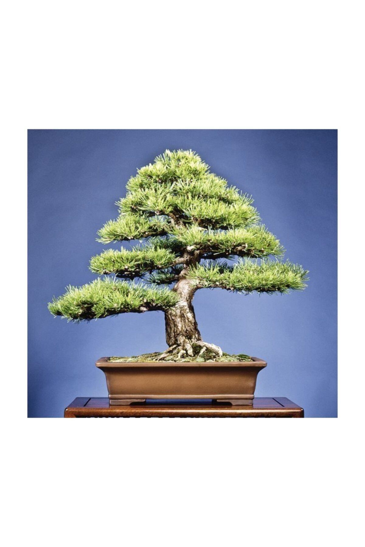 Tohum Dünyam Karaçam Bonzai Ağacı Tohumu 5 Adet Bonsai Ağacı Tohumu
