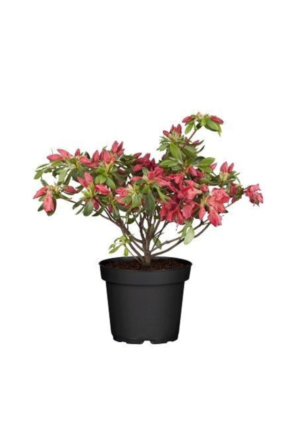 fidanistanbul Açelya Fidanı Azalea Japonica, 20-40 Cm, Ithal, Saksıda