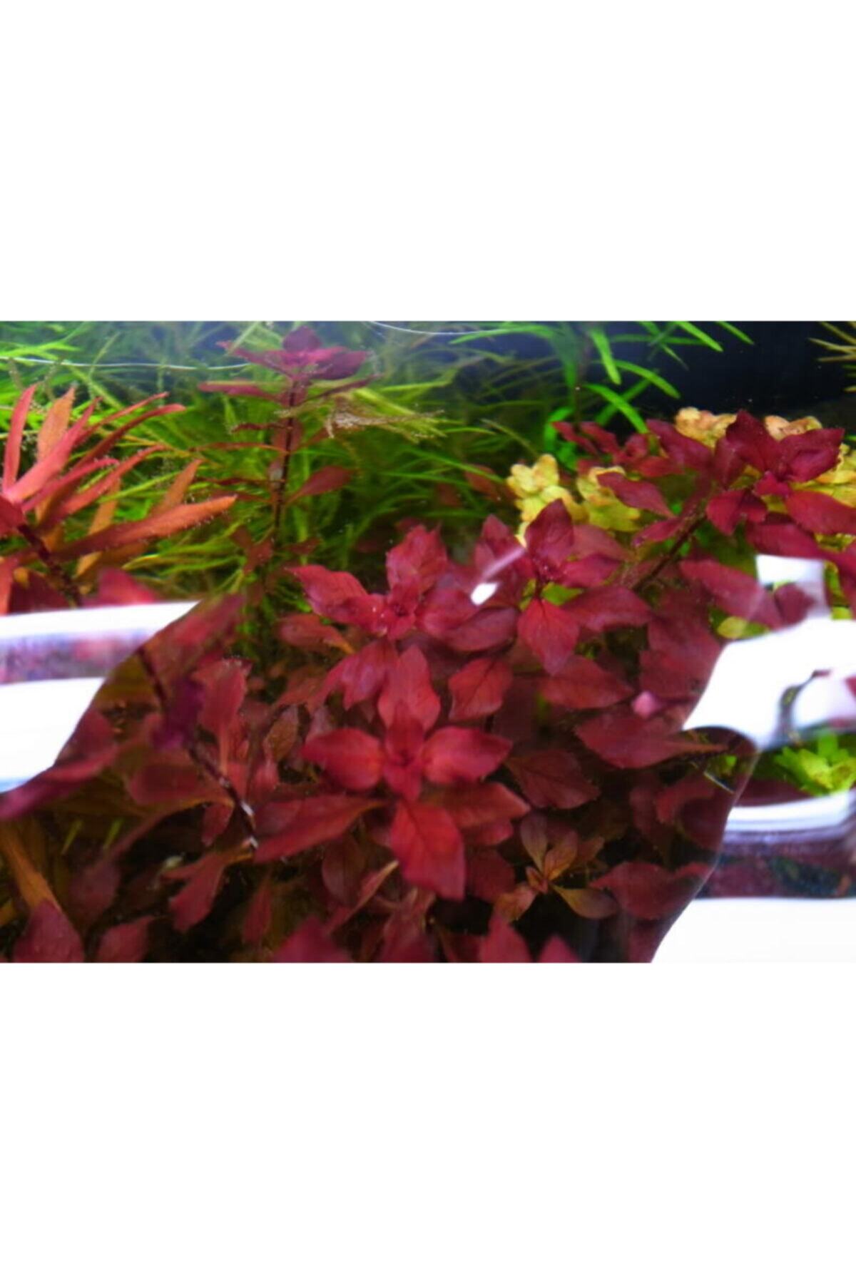 Akvaryumbitkicim Ludwigia Palustris Red 5 Kök Canlı Akvaryum Bitkisi