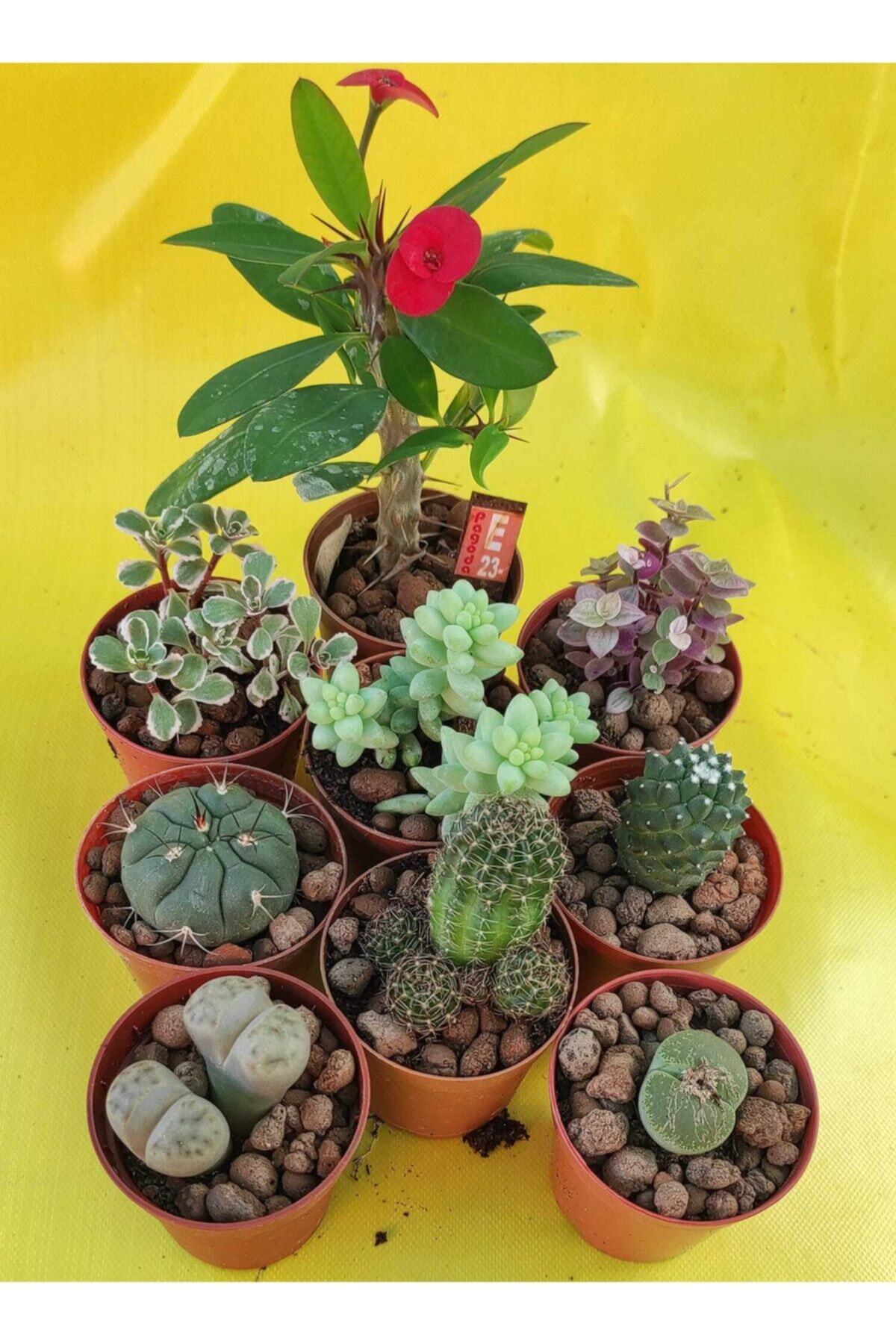 Pagoda 9 Farklı Tür Kaktüs Sukulent Lithops Dikenler Tacı Karışık Set 5.5 cm Saksılarda-ref 20h/e23