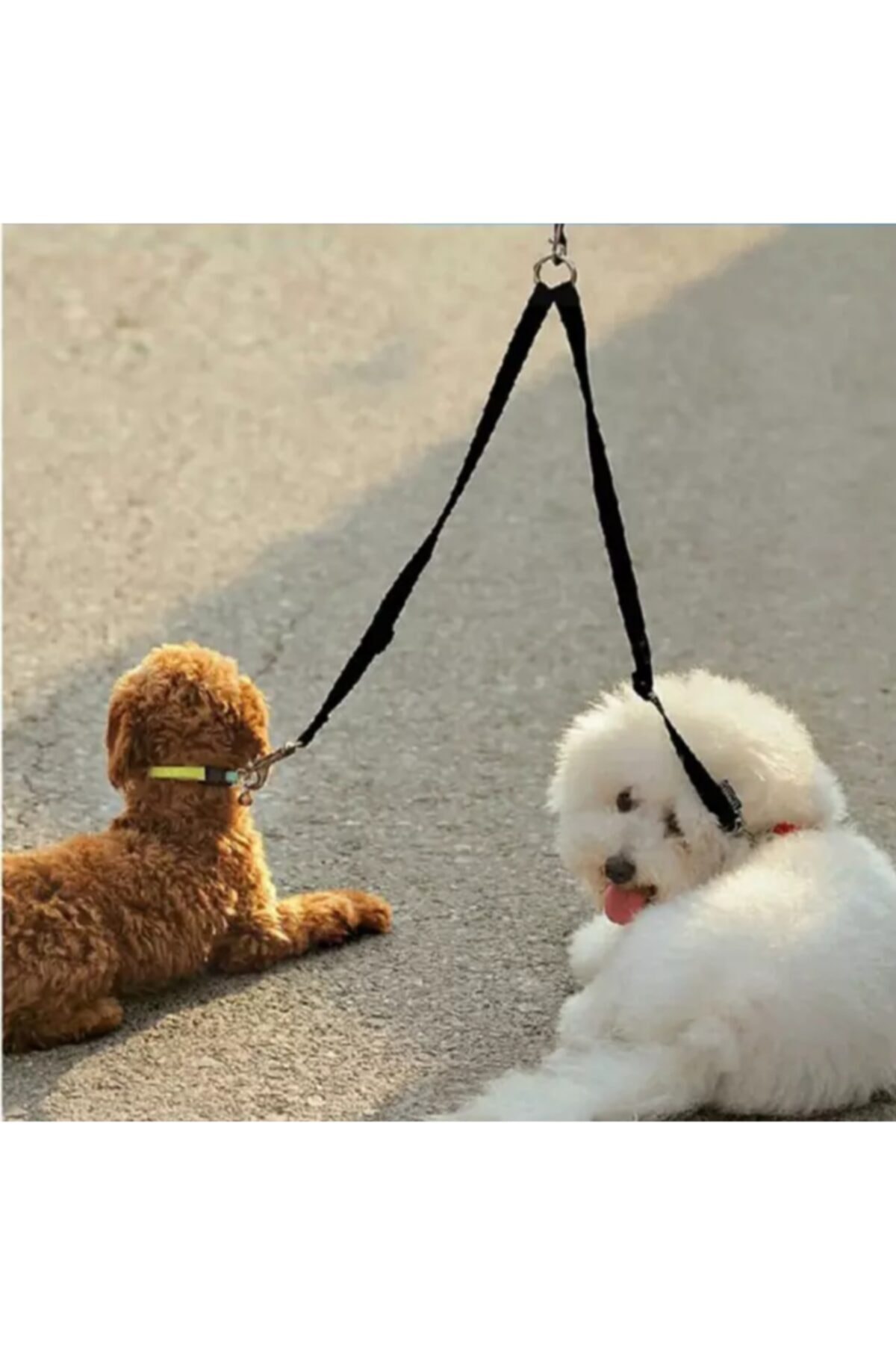 Minikpatilerpet Kedi Köpeknew Sezon 22ikili Tasma(KORDON)ipi)boyölçüsü70cm