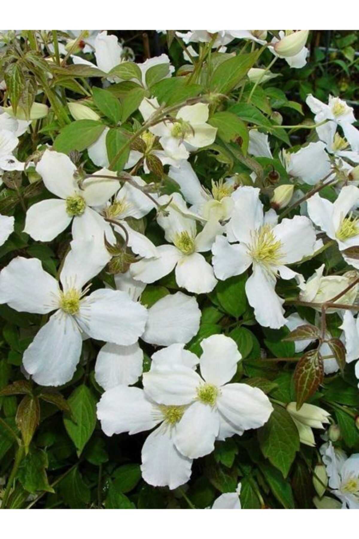 fidanistanbul Beyaz Yaban Asması Clematis Montana Var. Grandiflora, Ithal, Saksıda