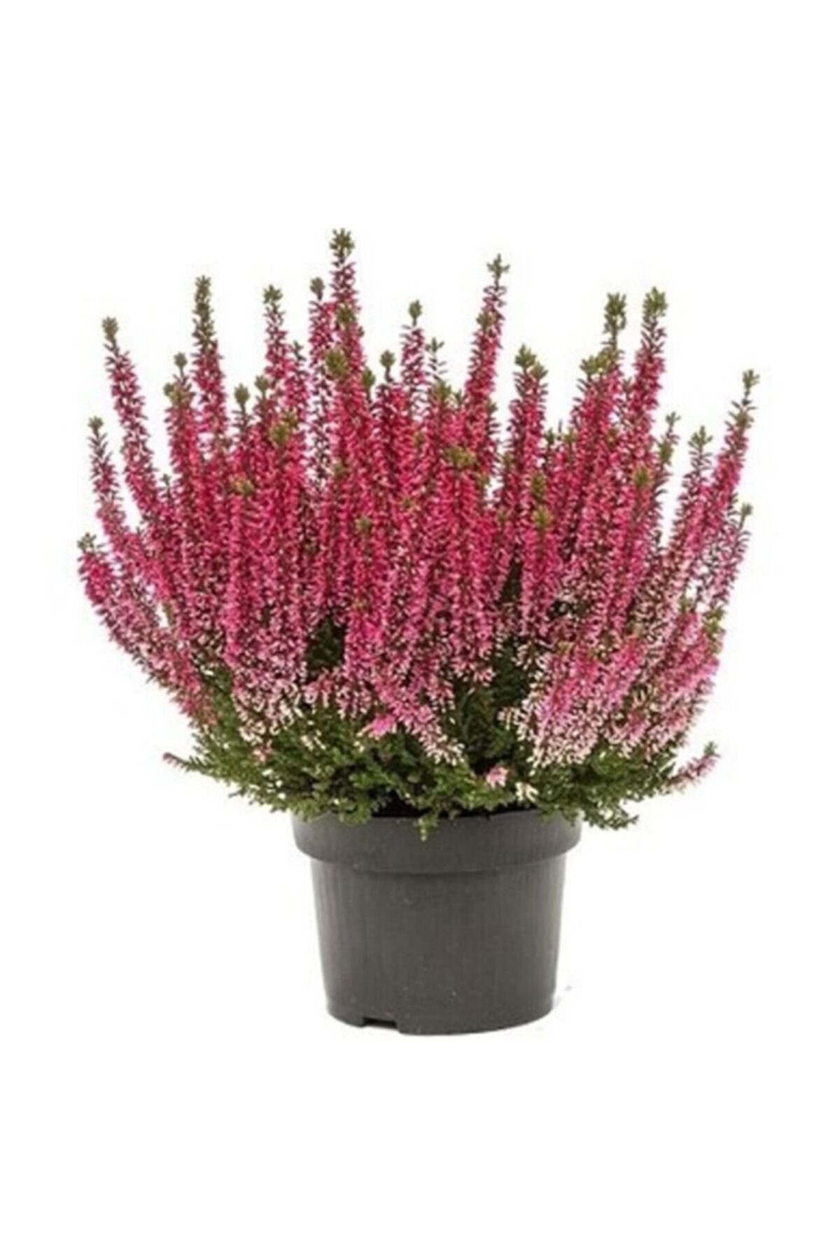 BOSAMUA GARDEN Erica (erika) Funda Bitkisi