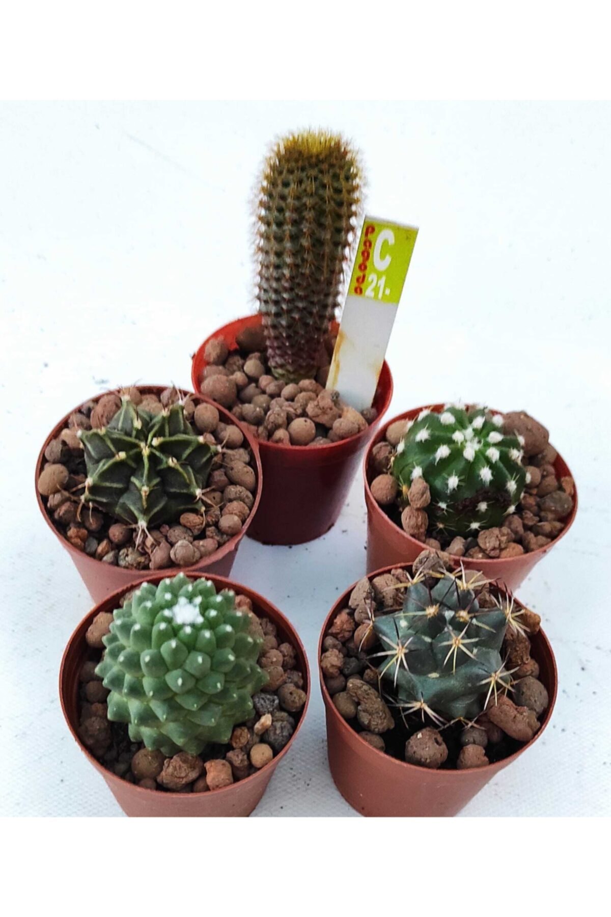 Pagoda Beşli Kaktüs Seti-5.5 Cm Saksılarda-tohumdan Özel Türler-ref 20d(c21