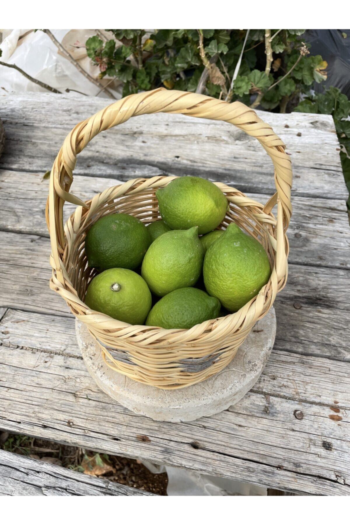 Maya Tropikal 1 Kg Taze Yeşil Limon