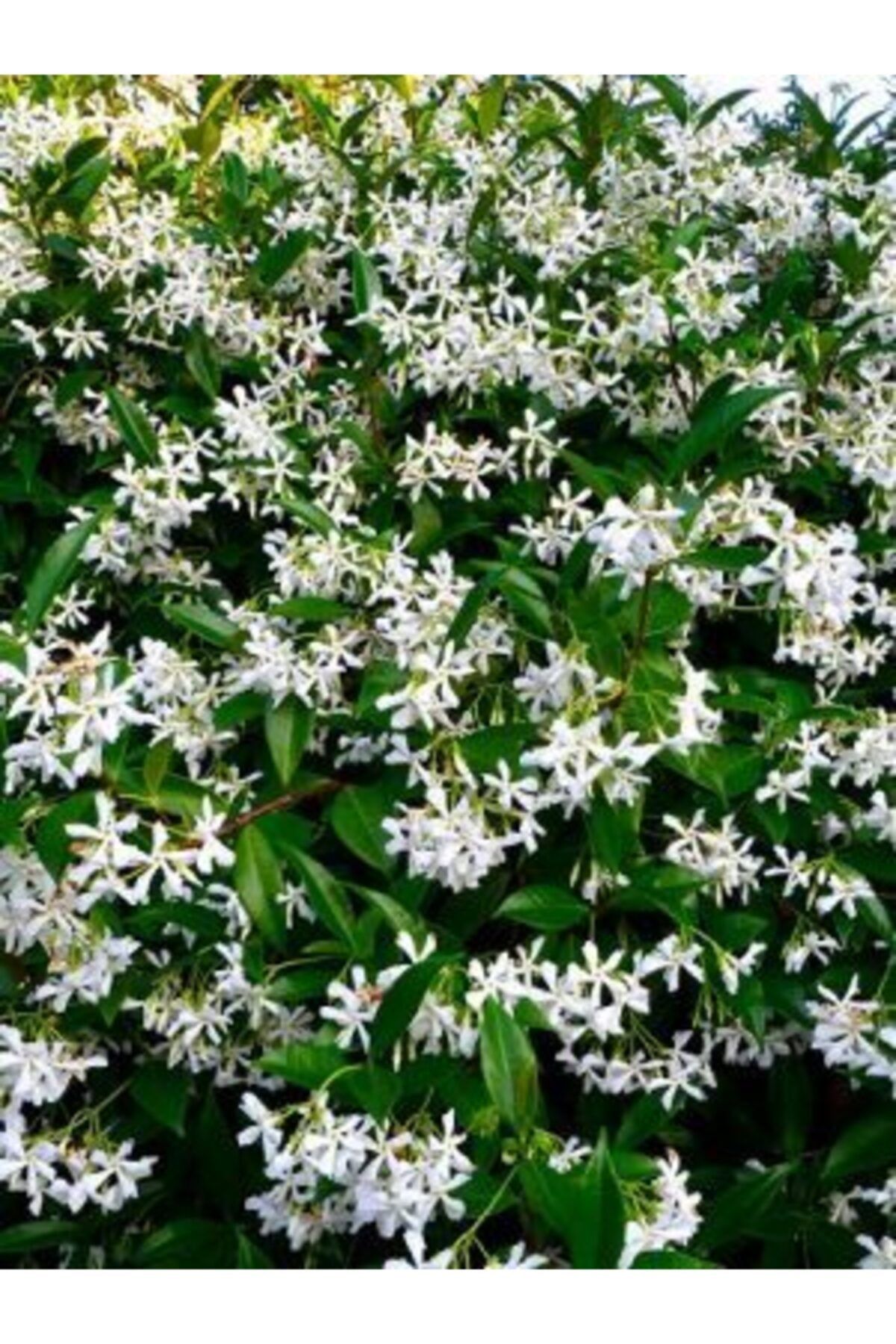 fidanistanbul Arap Yasemini Rhyncospermum Jasminoides Star  80 100 cm Saksıda