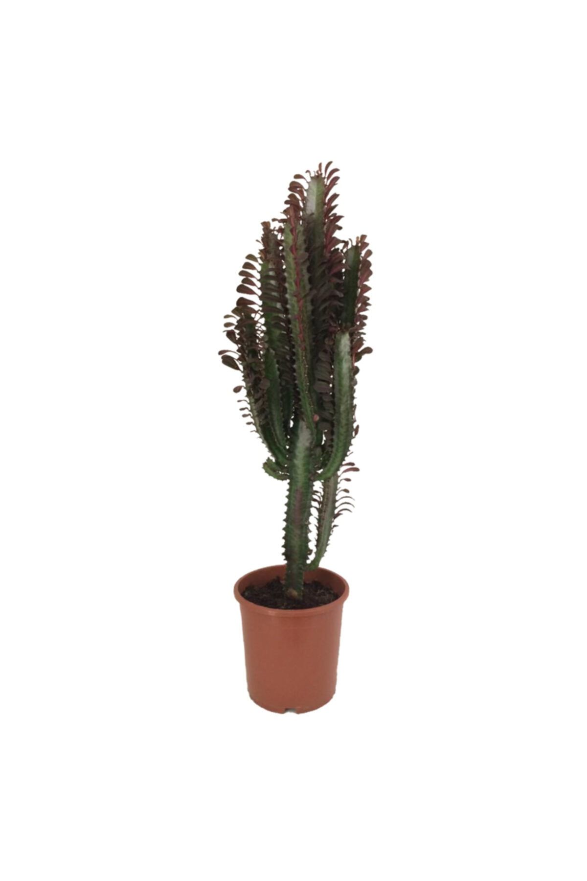 BOSAMUA GARDEN Euphorbia Trigona Rubra Süt Ağacı Kaktüs 70 cm Dolgun Yapılı