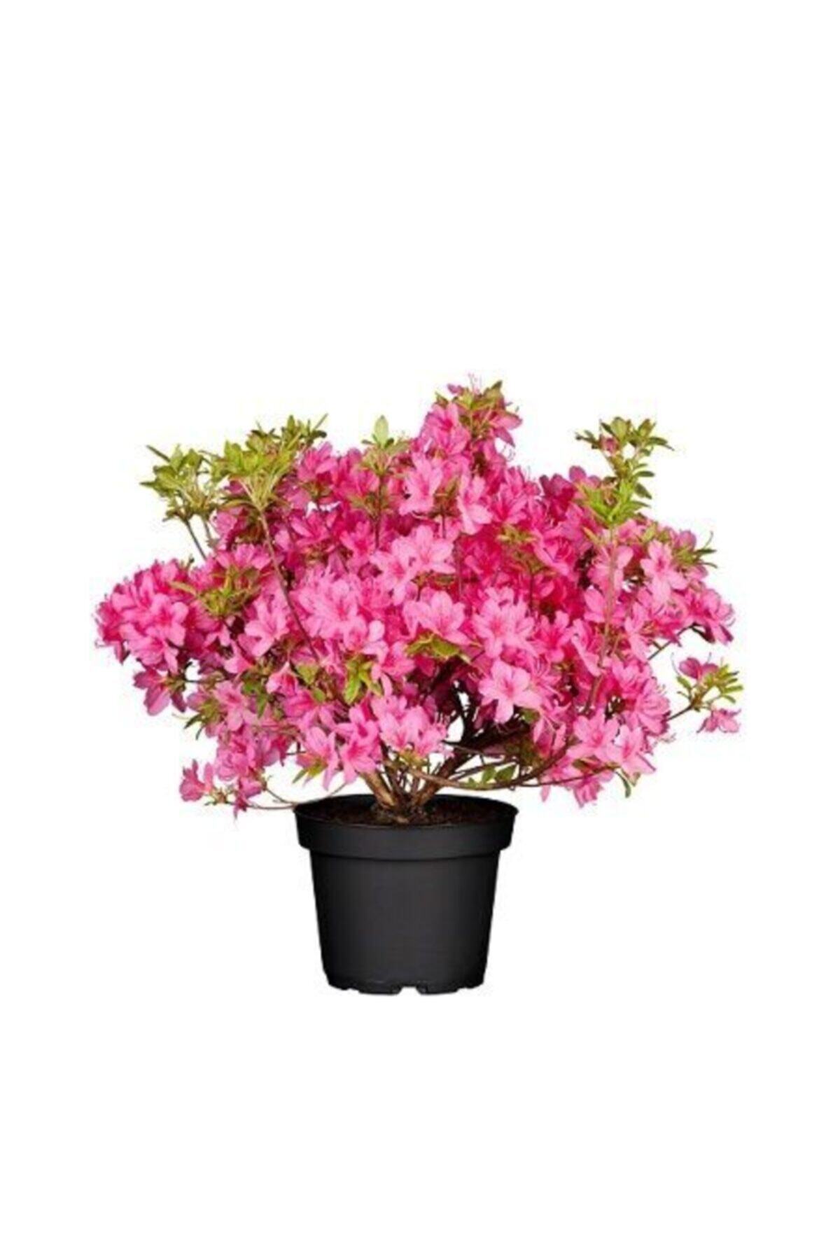 fidanistanbul Pembe Çiçekli Açelya Azalea Japonica Amoena Coccinea, Ithal, Saksıda