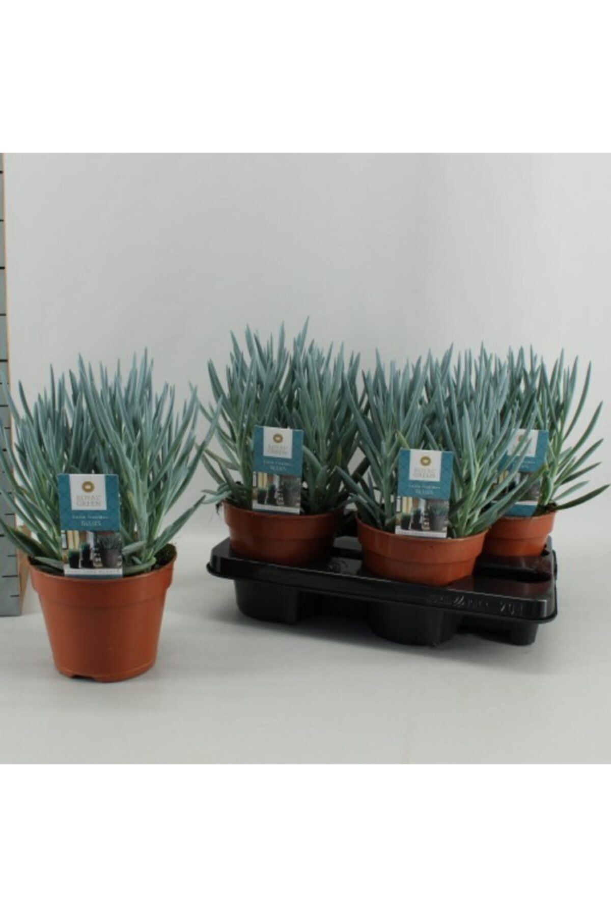 Doğa Curio Ficoides 35 Cm