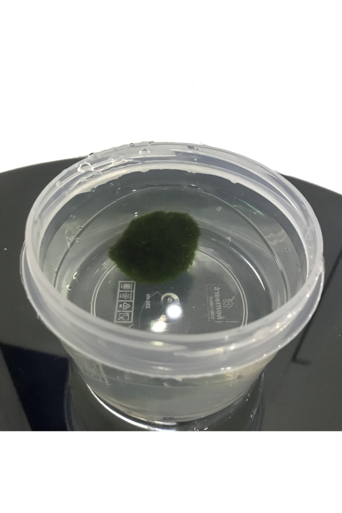 IdMuDecoration 3-4 Cm Mossball Canlı Yosun Topu - Su Içerinde Kutulu