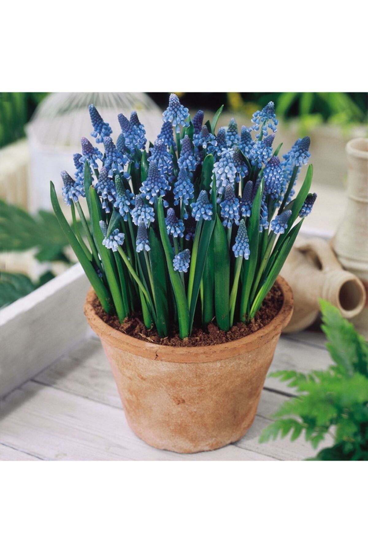 mutbirlik Muscari Armeniacum Mor Üzüm Sümbülü Soğanı 100 Adet