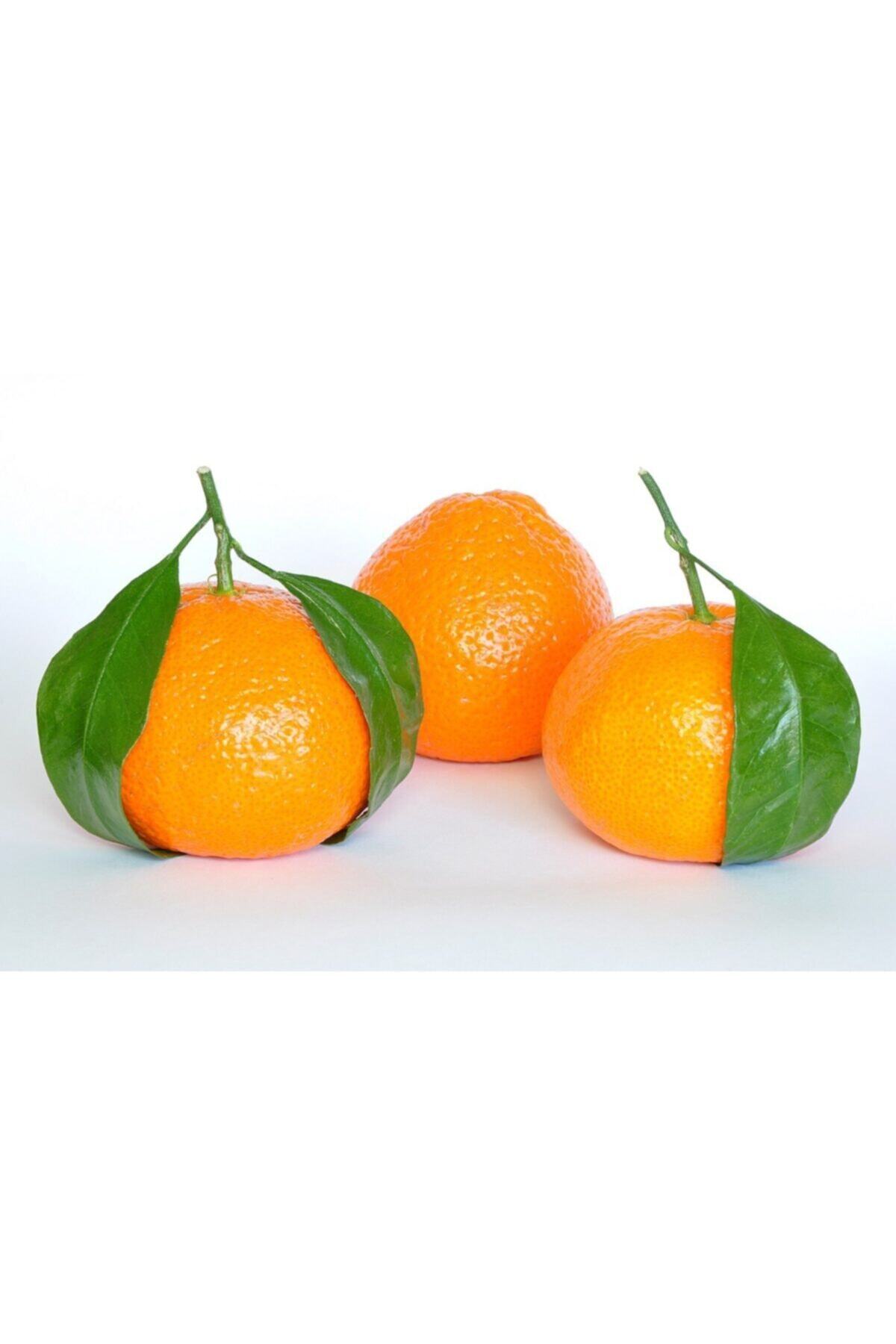 temizmeyvesebze Mandalina 1 kg