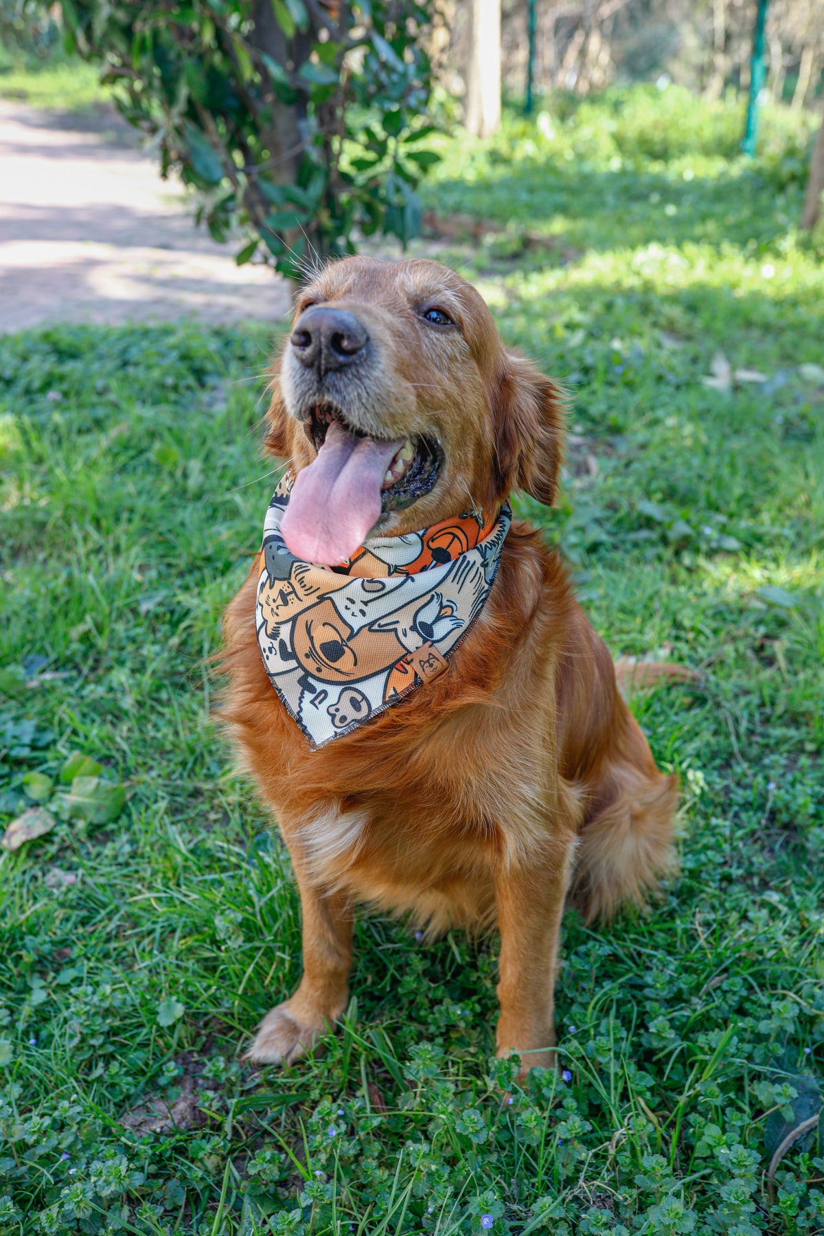 PAWPAWTR Paw Köpek Fuları 5adet - Desenli