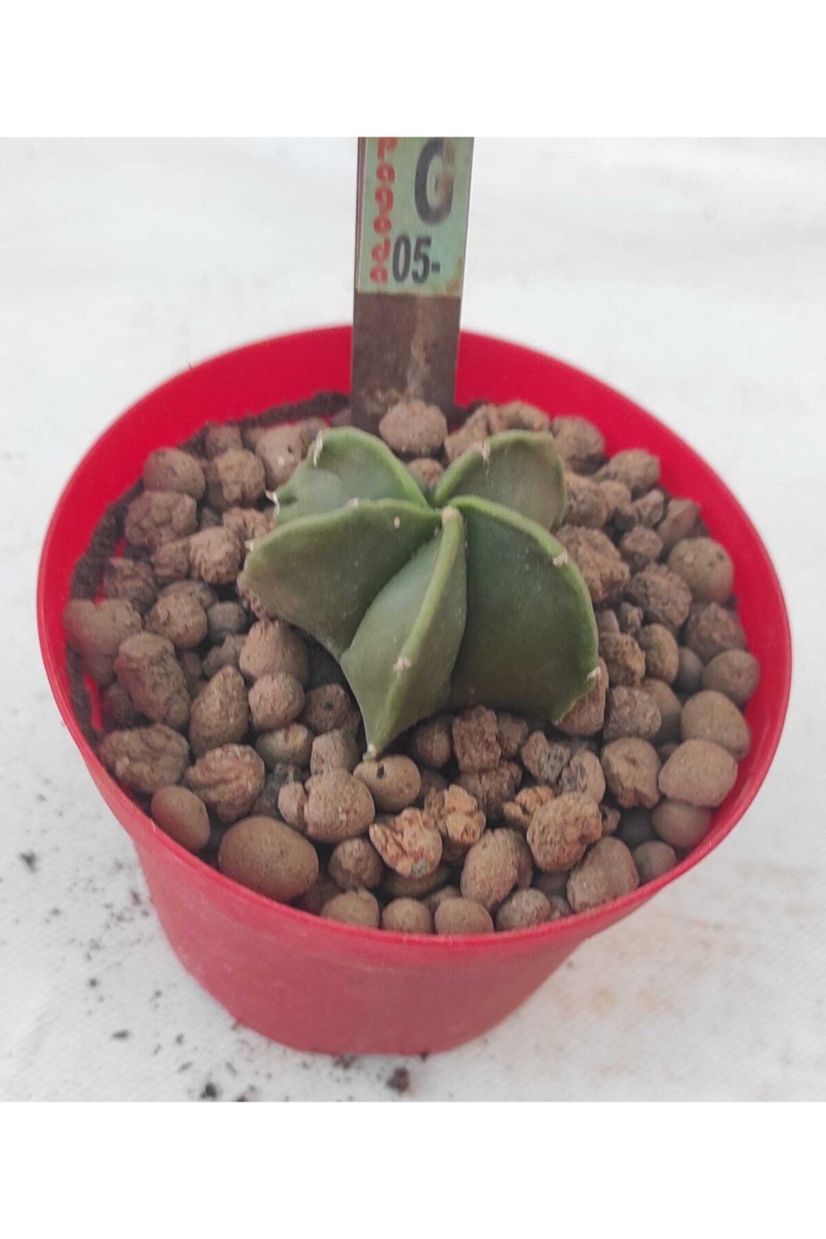 Pagoda Astrophtyum-8.5 Cm Saksıda-kaktüs-ref 21h/34h/g05