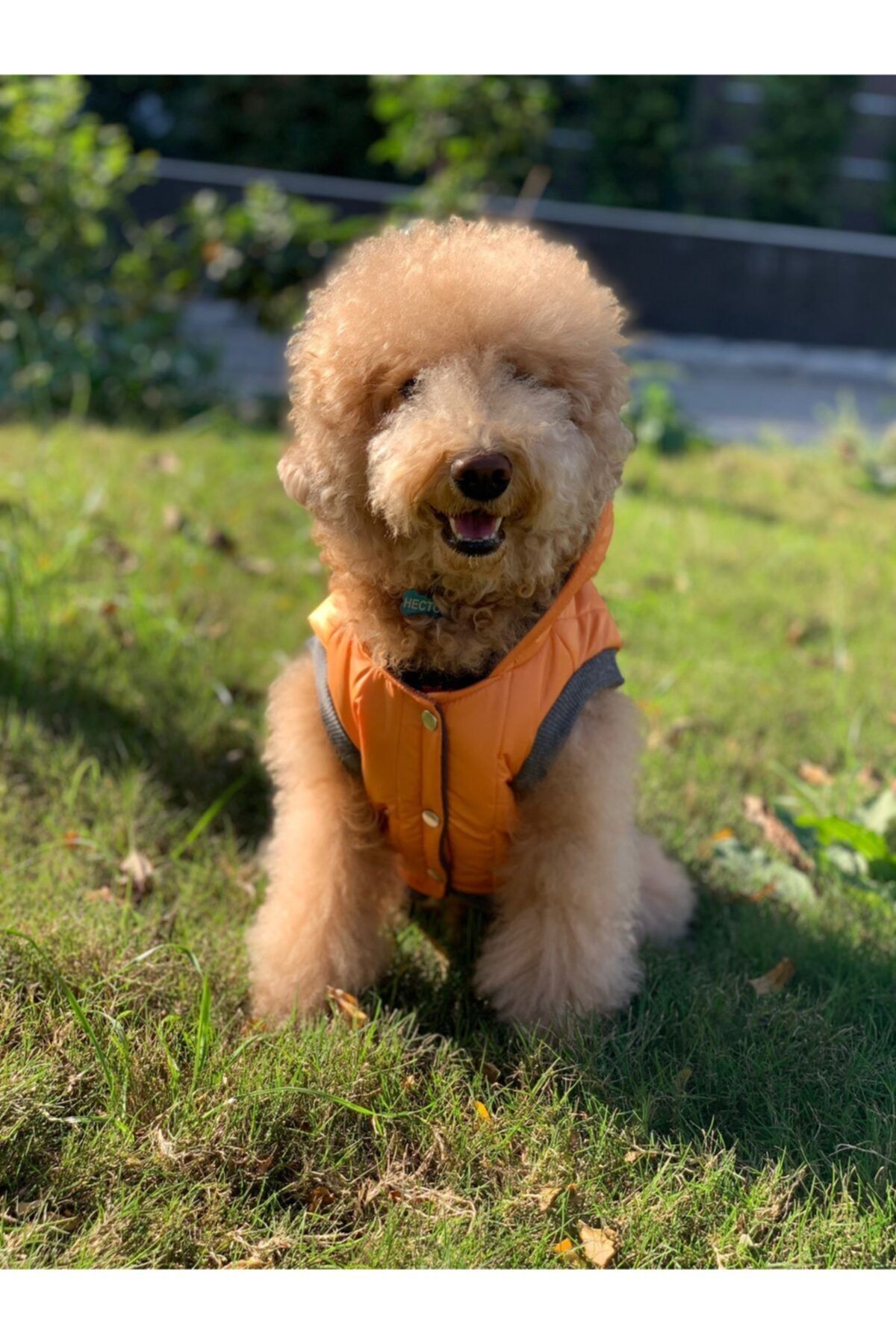 Pawplus Pet Butik Turuncu Yağmurluk Köpek Kıyafeti