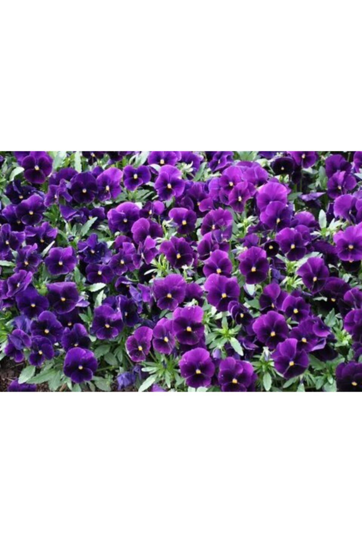 ruzgarbotanik 10 Adet Koyu Mor Hercail Menekşe Çiçeği Fidanı Fidesi 5 Cm 15 Cm