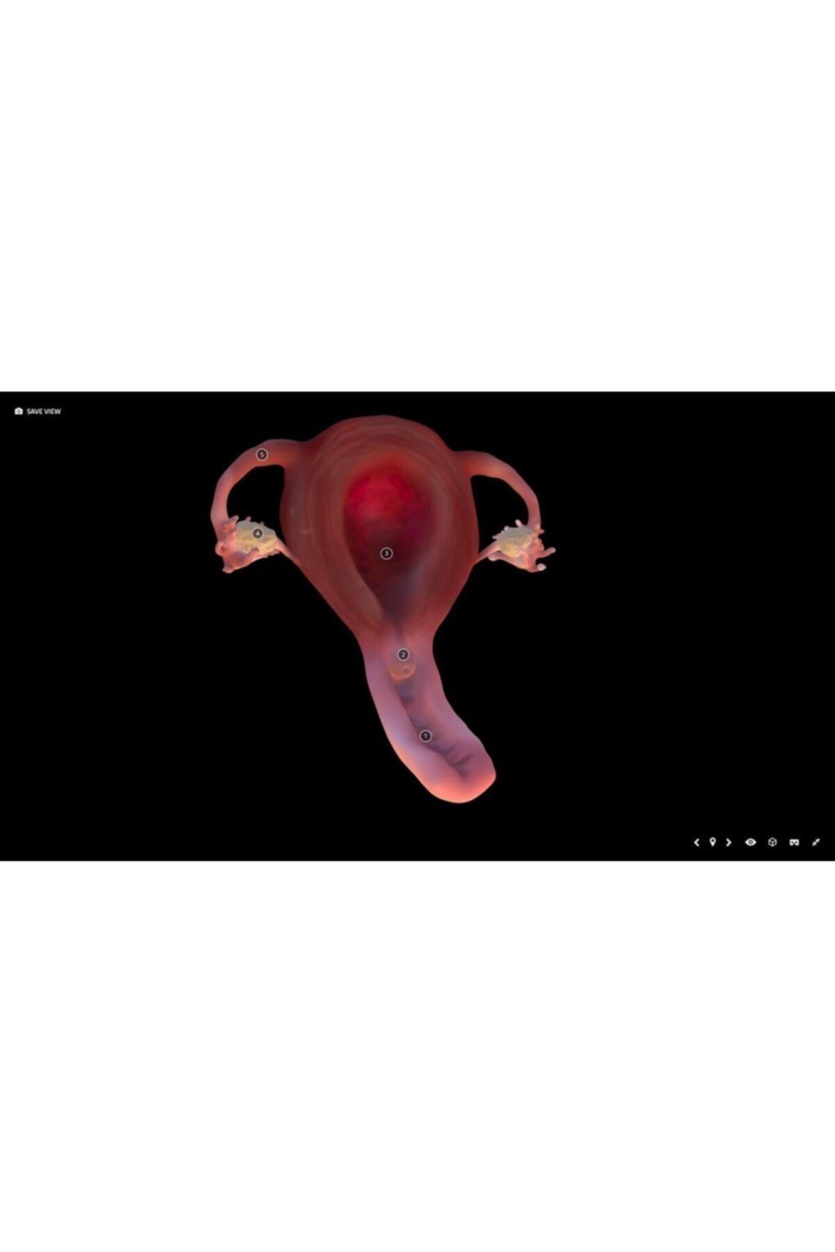 SudoCheap Anatomik Uterus, Vajina Ve Iç Seks Organları Plastik Aparat