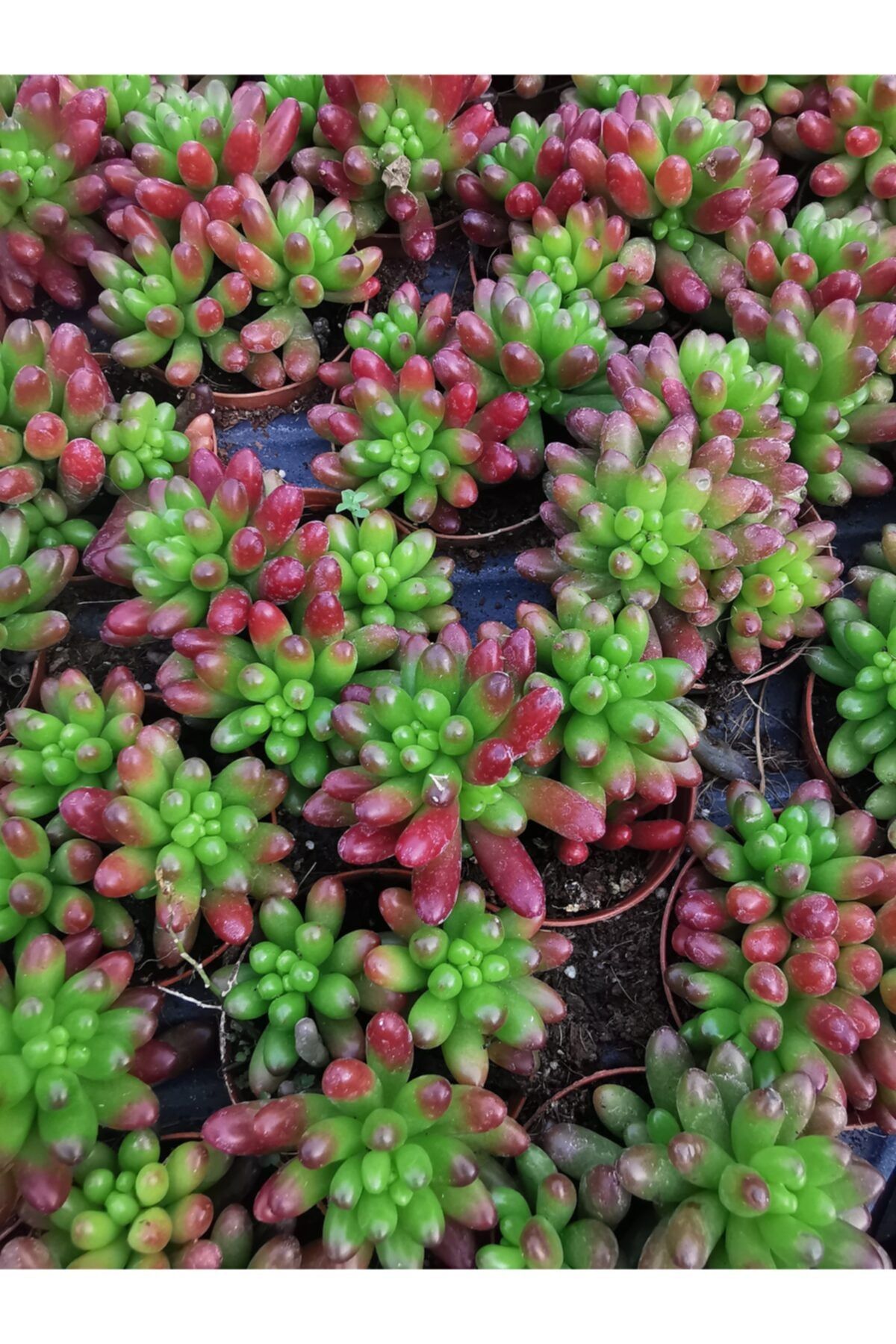 Gulen botanik Sedum Jeli Rubrotinctum (JELİBON SUKULENT)