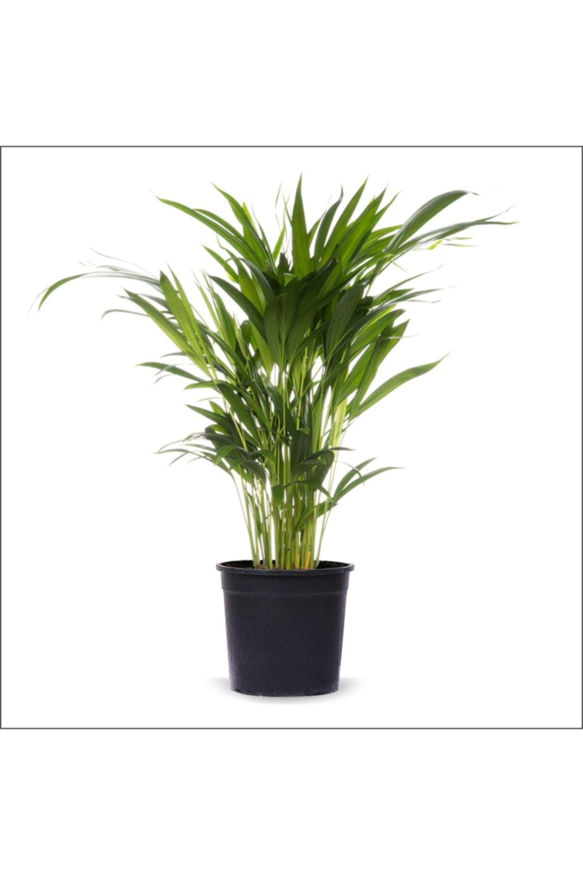 BahçemizBurada Areka Palmiyesi (60-80 Cm)