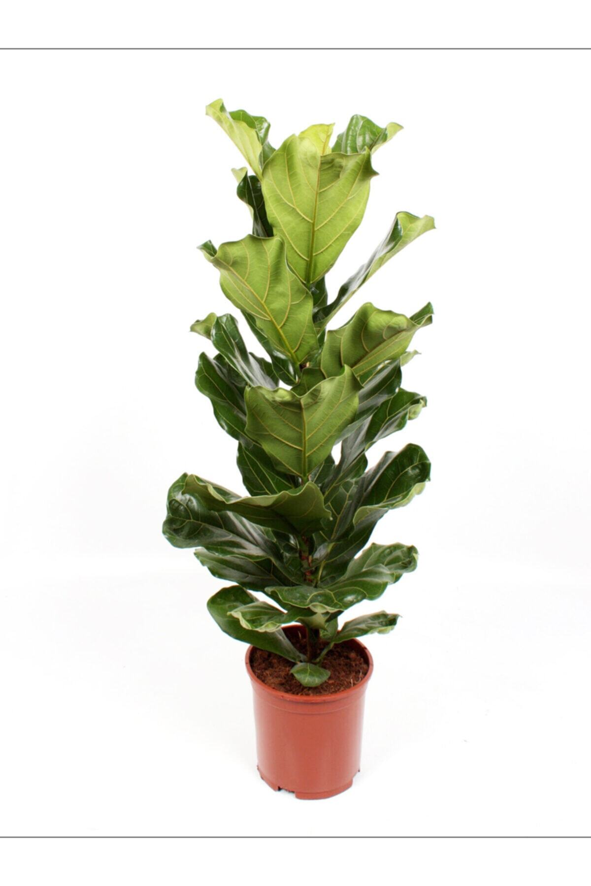 BahçemizBurada Lyrata - Keman Yapraklı Kauçuk - (90-110 Cm)