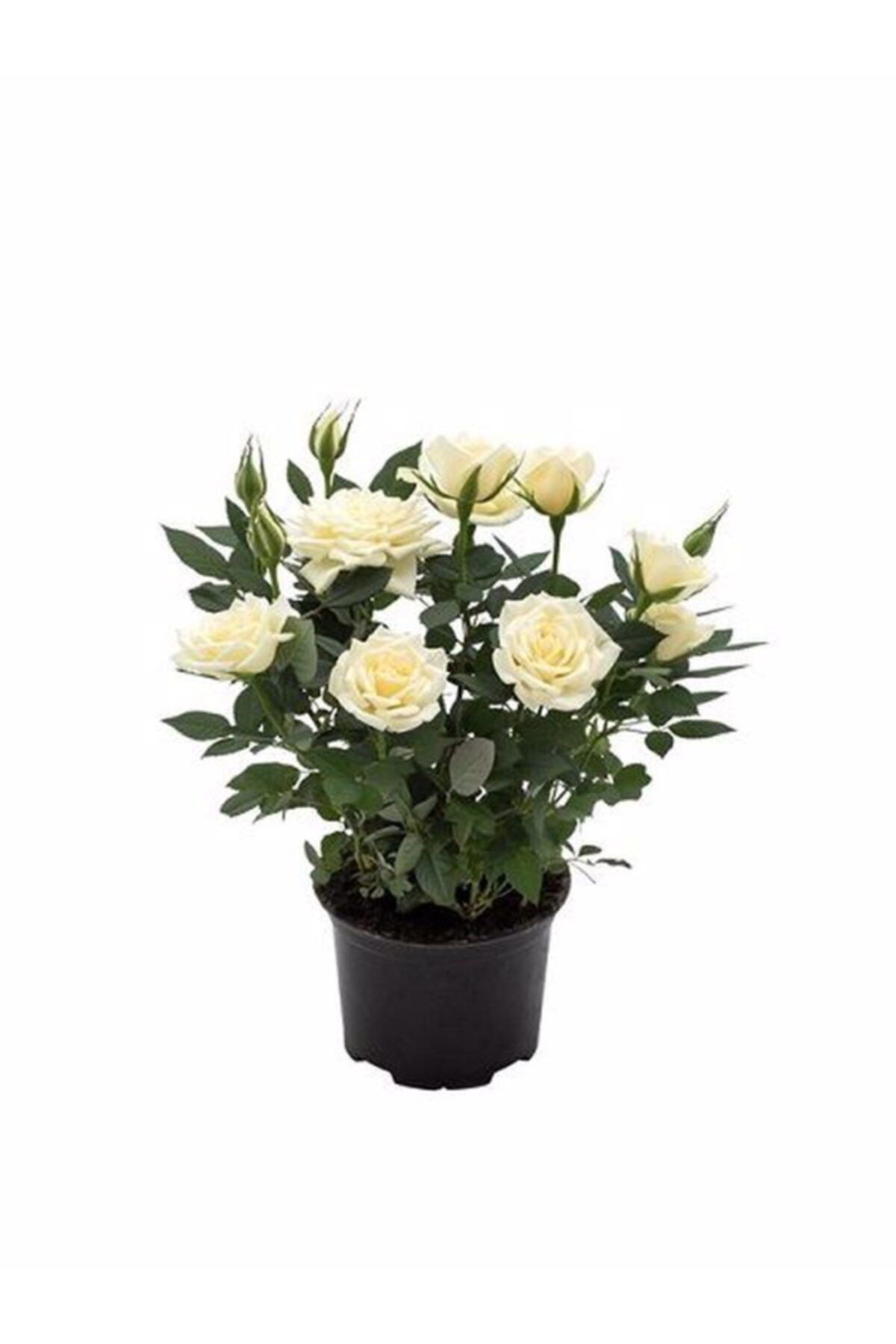 NANDİNA BOTANİK Canlı Yediveren Bodur Beyaz Gül Fidanı (salon Gülü)