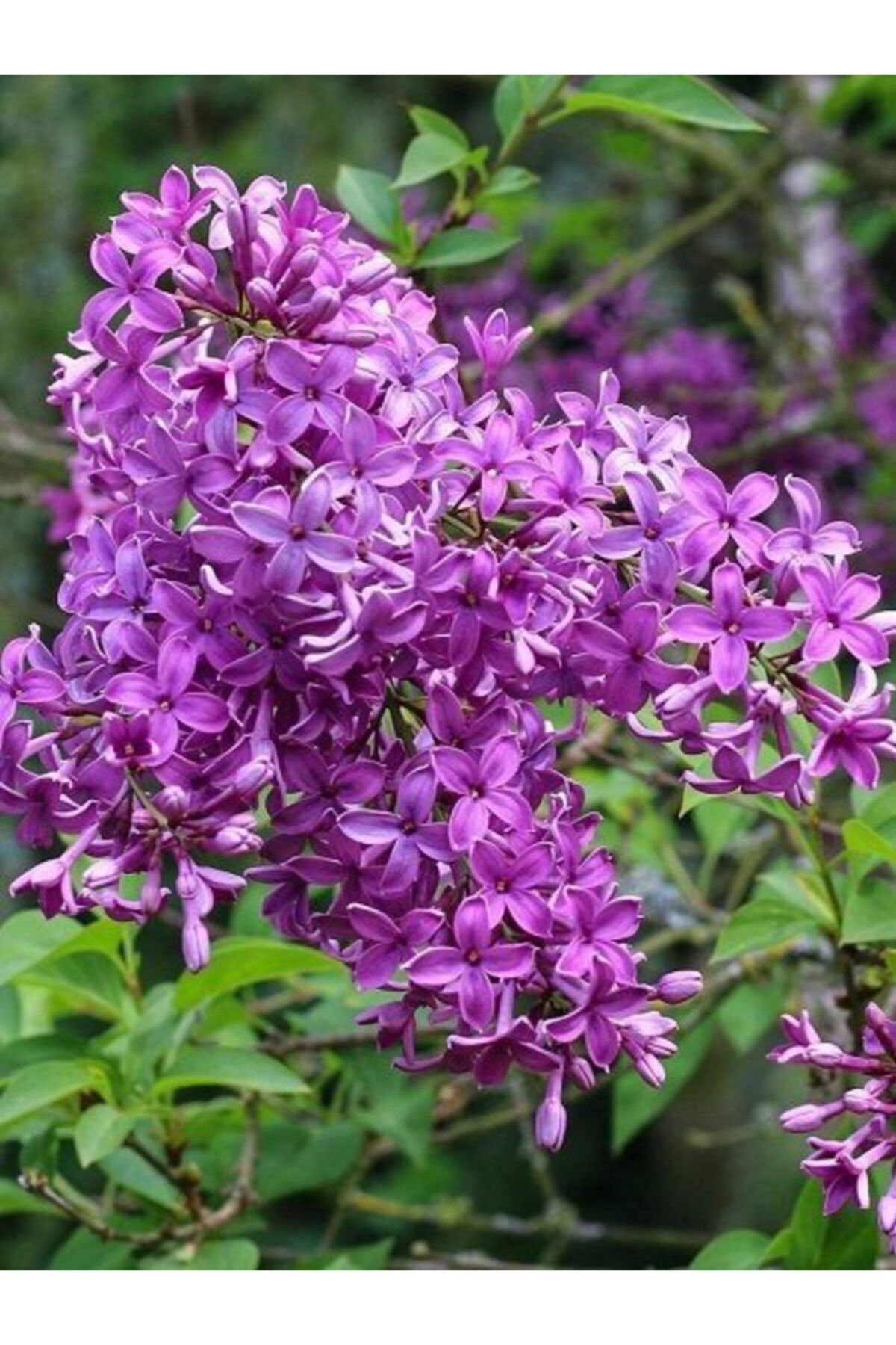fidanistanbul Mor Leylak Fidanı Syringa Vulgaris 120 cm Saksıda