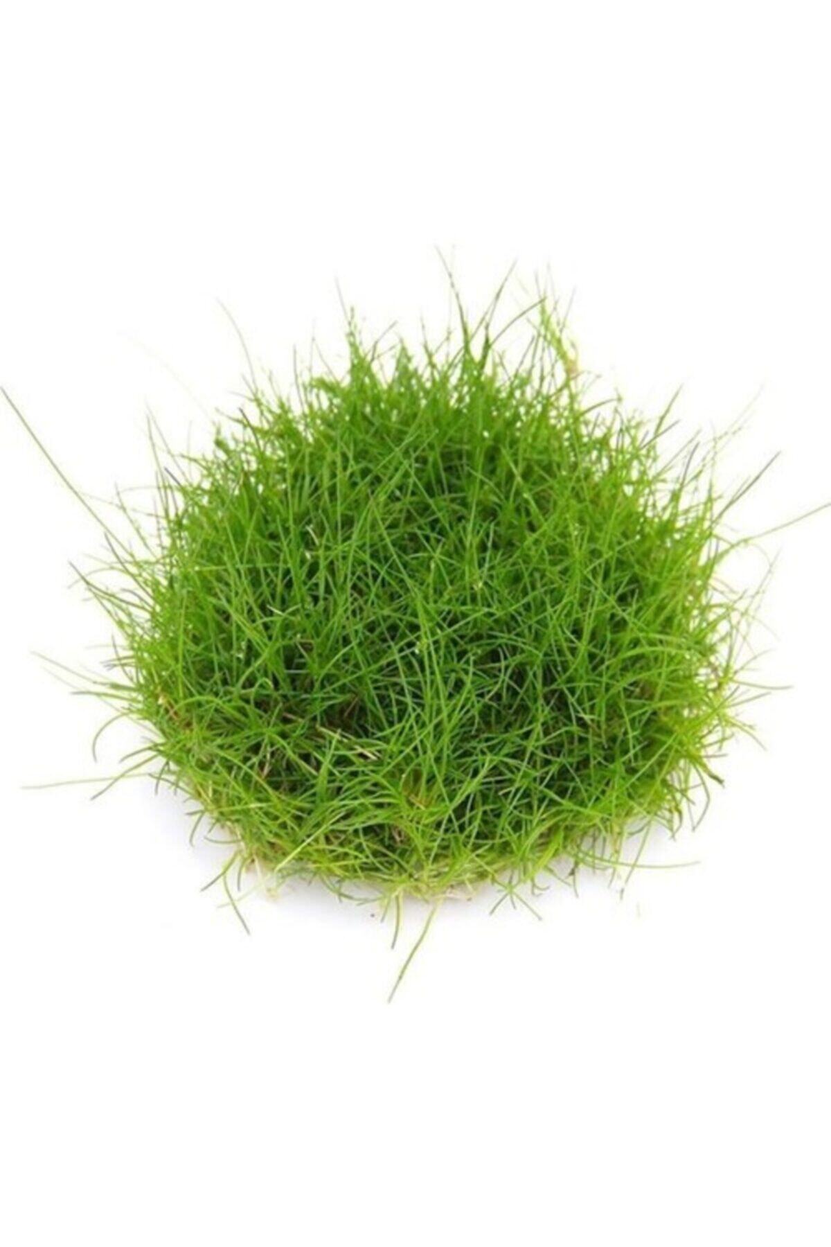Badem Akvaryum Akvaryum Bitkileri Eleocharis Parvula Mini In Vitro Canlı Bitki