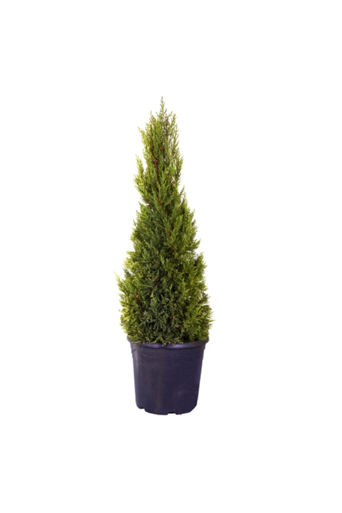 HOBİ VE BAHÇE Limon Çamı - Limoni Servi (CUPRESSUS MACROCARPA) (100 - 120CM)