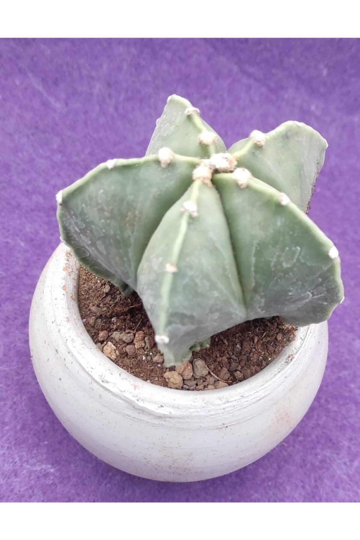 Pagoda Astrophtyum-7 cm Toprak Saksıda