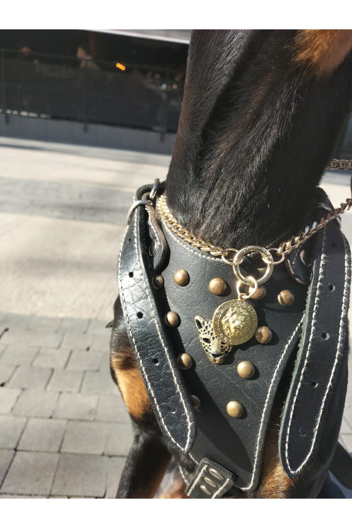 Patis Versace Model Gold Renk 40 Cm Köpek Kolyesi