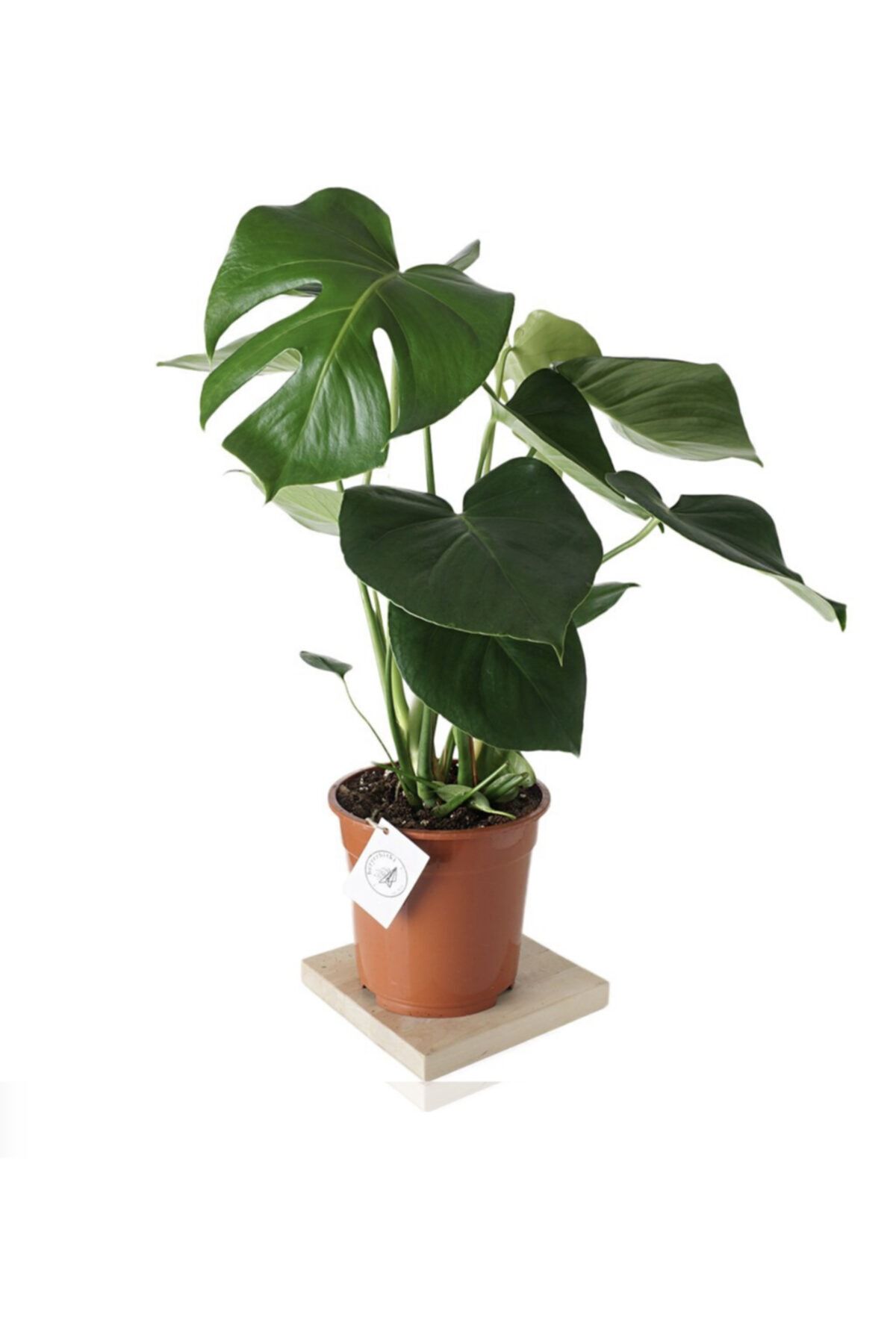 Elit Çiçek Sarayı Monstera Deliciosa (deve Tabanı)
