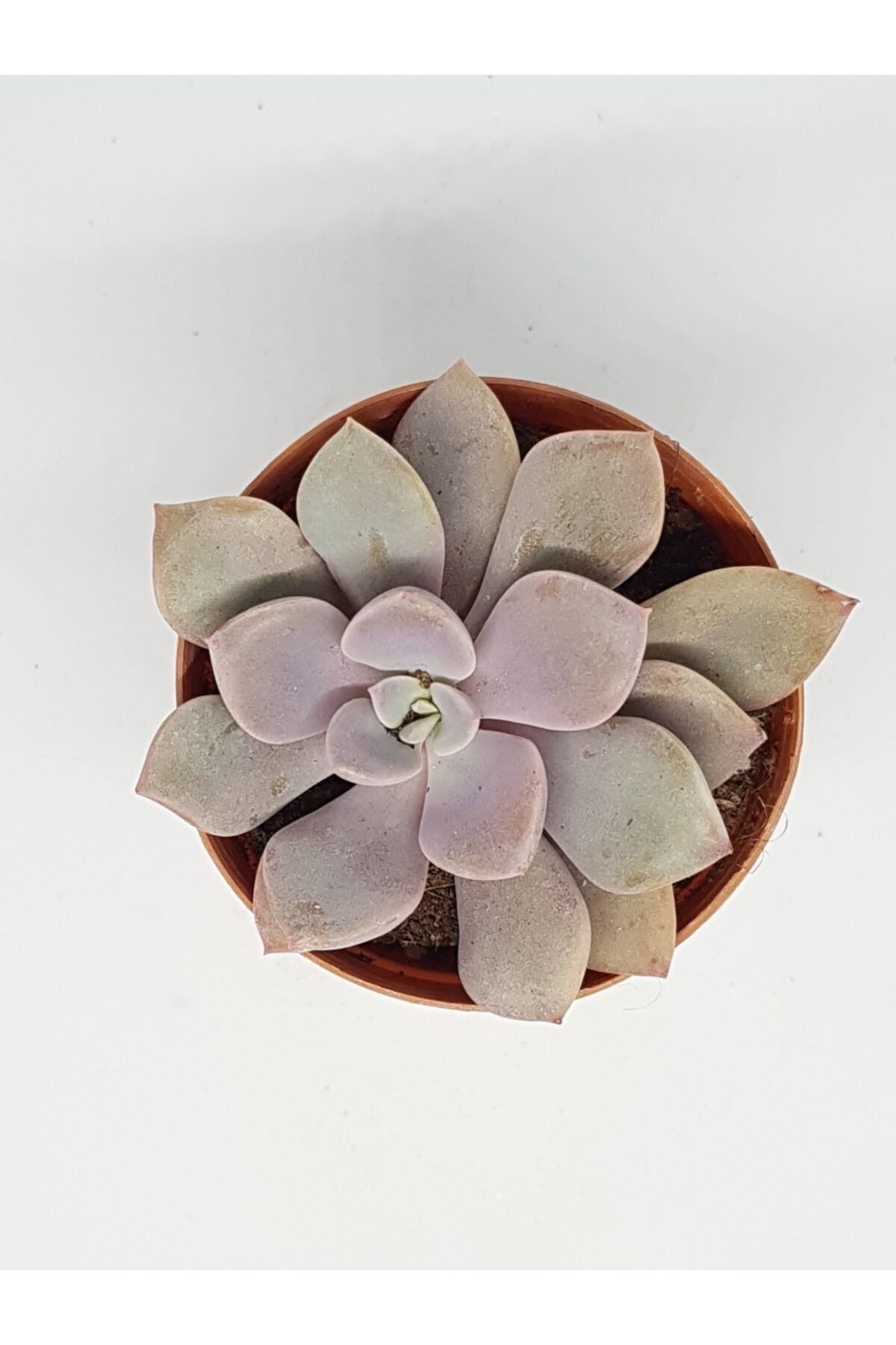 DOĞA BAHÇESİ Graptoveria Debbie Nadir Ve Koleksiyonluk Tür Sukulent 5,5cm Saksılı