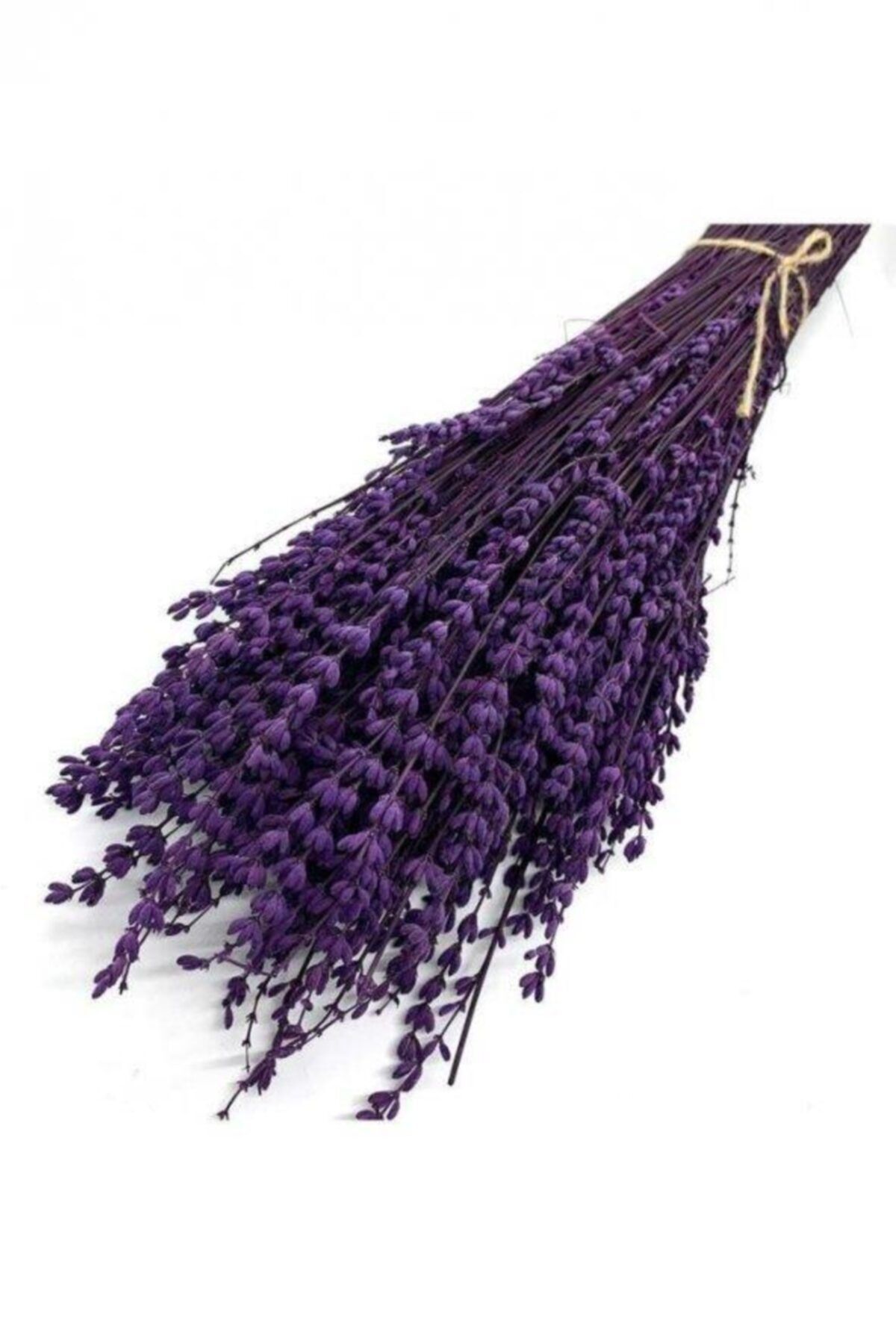 Mimoza Bitki Market Şoklanmış Lavanta Çiçeği Istanbul Moru 40-50 Cm