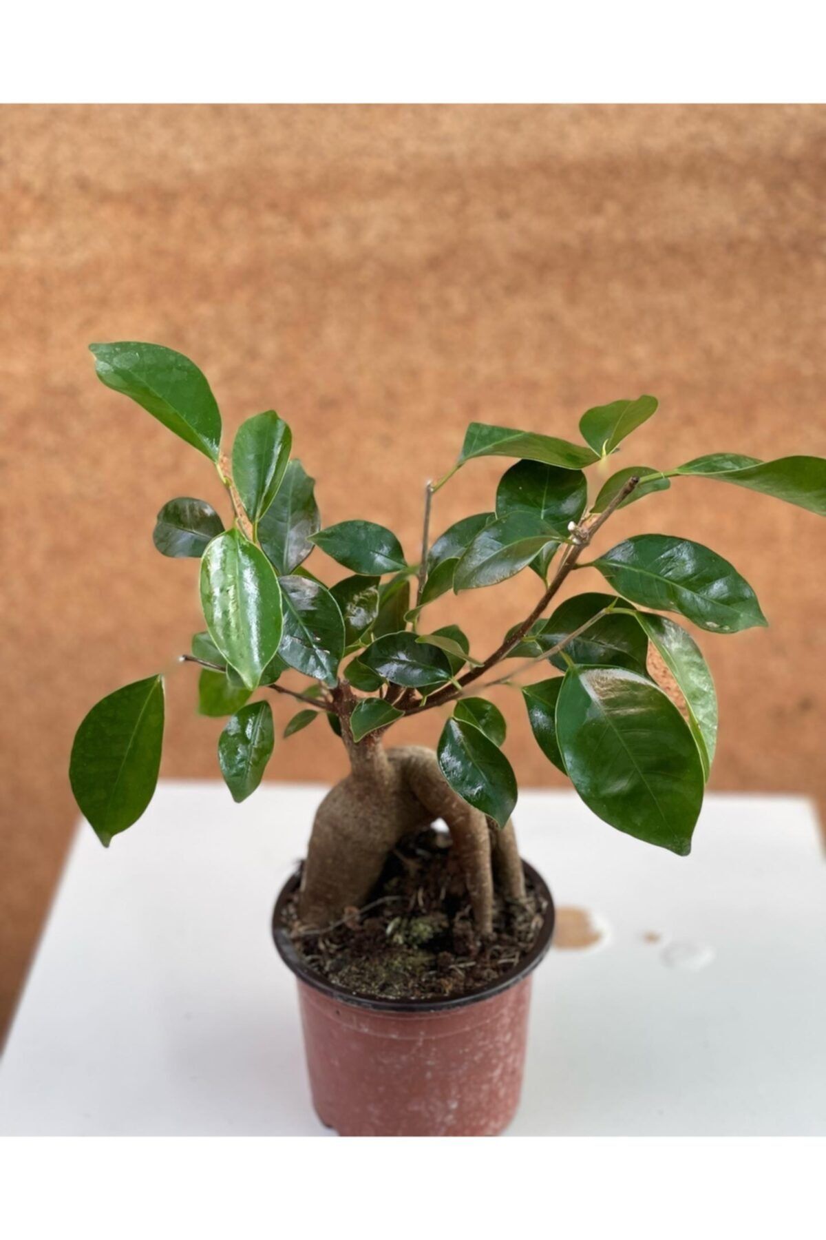 Can Çiçek ve Fidan Bonsai Ficus Ginseng