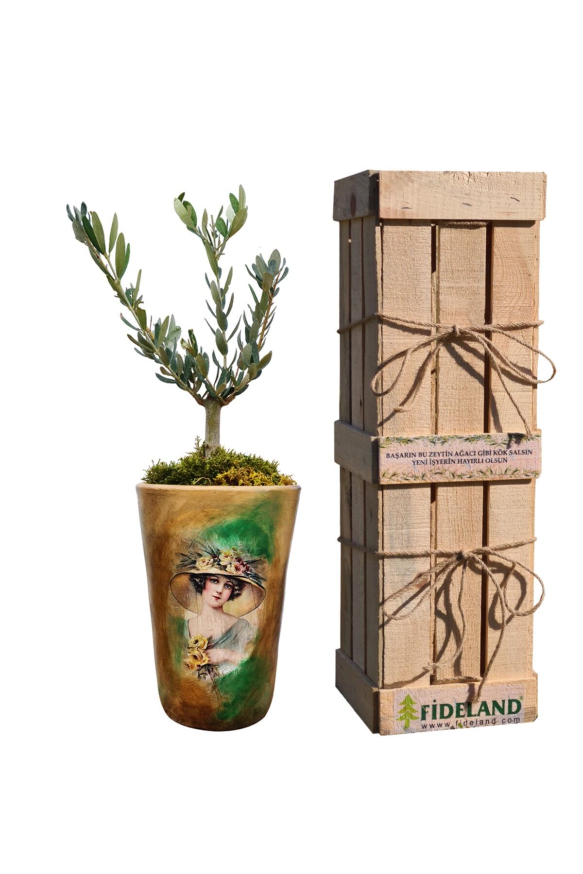Fideland Vintage Lady Desenli Konik Saksı Içinde Zeytin Fidanı