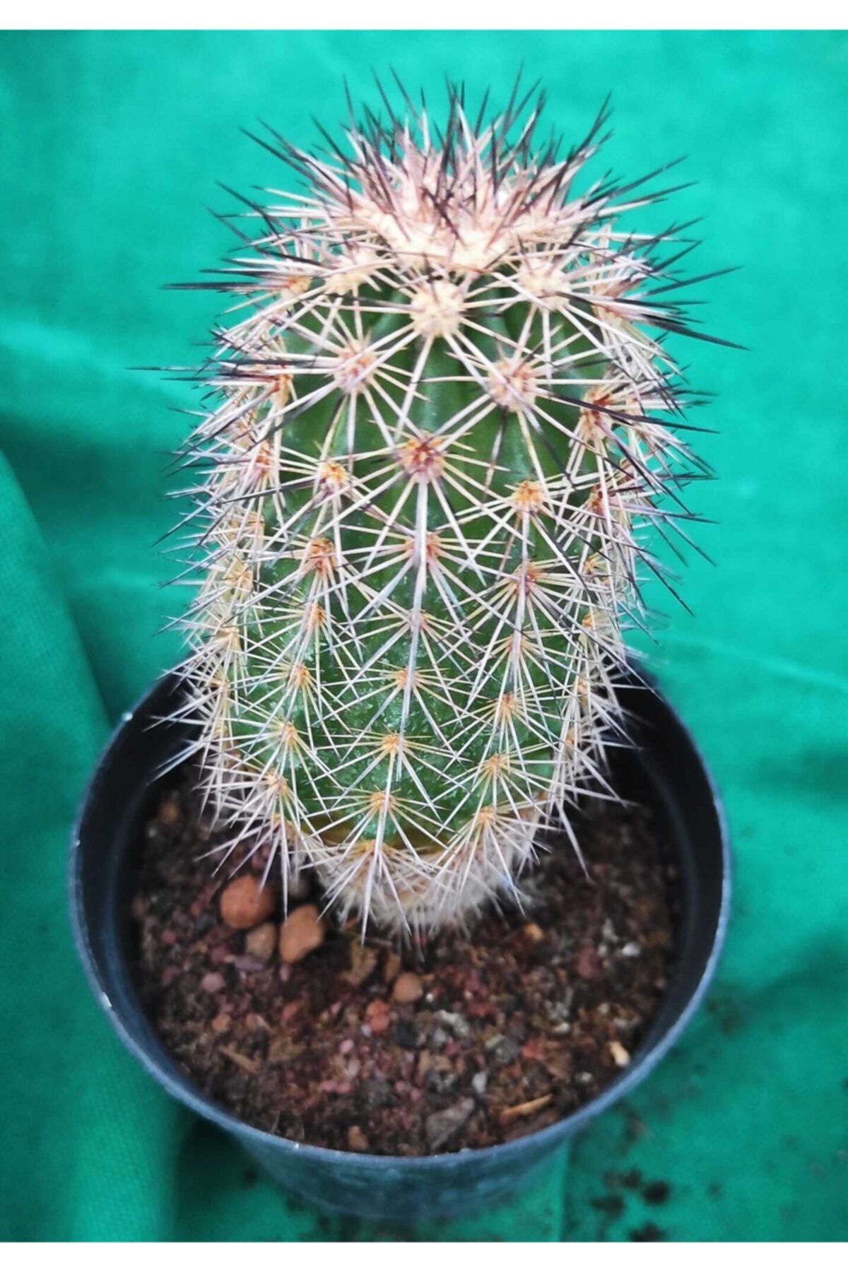 Pagoda Echinocereus-8.5 Cm Saksı-kaktüs-ref Den28fe/39