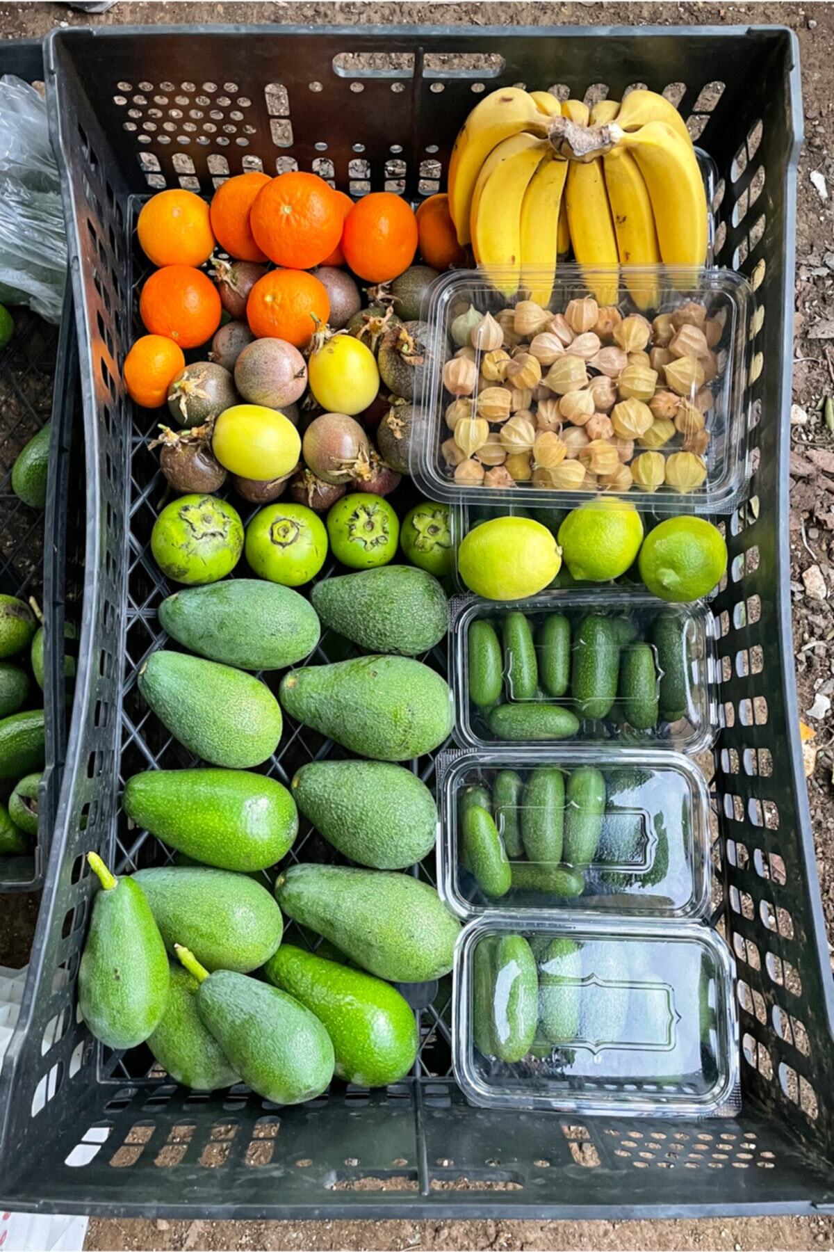 Maya Tropikal Tropikal Paket (PASSİFLORA, AVOKADO, ALTIN ÇİLEK, LİMON, PORTAKAL)