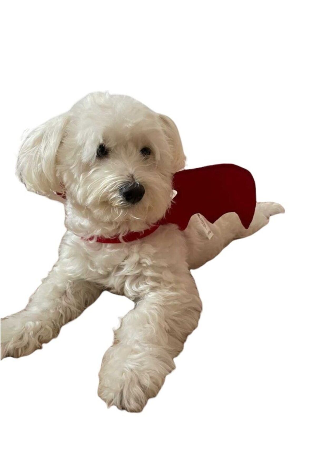 Sosyal Patiler Şeytan Kanadı Köpek Kostümü