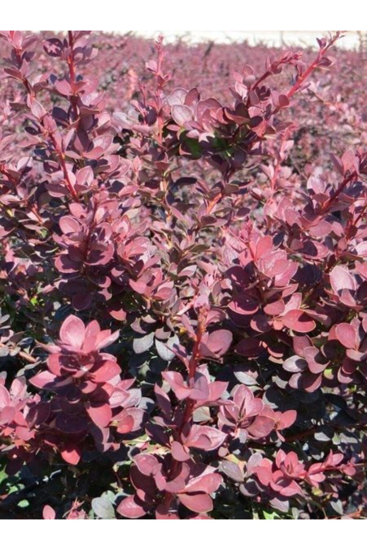 fidanistanbul Bordo Hanım Tuzluğu Berberis Ottawensis Auricoma, Saksıda