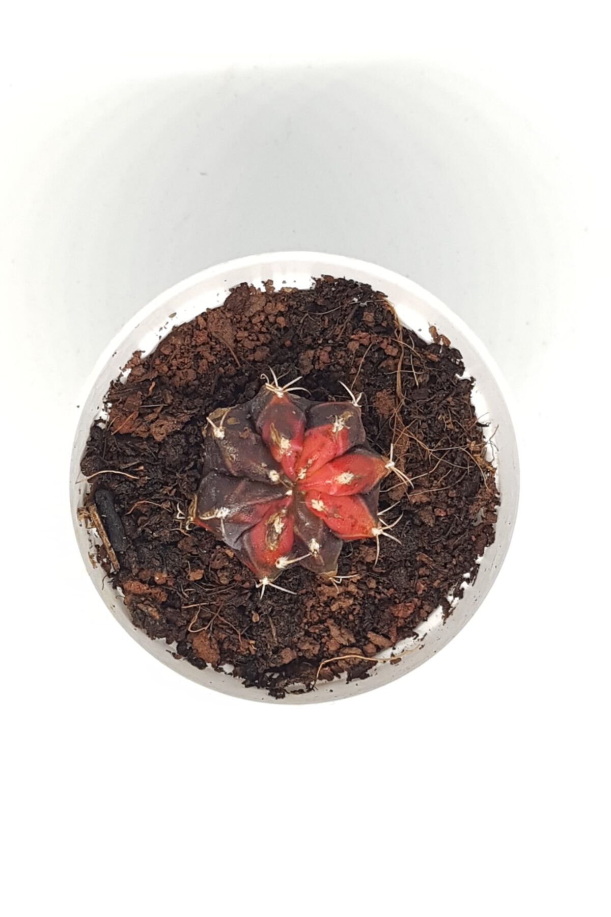 DOĞA BAHÇESİ Gymnocalycium Variegated Nadir Ve Koleksiyonluk Tür Kaktüs 5,5cm Saksılı