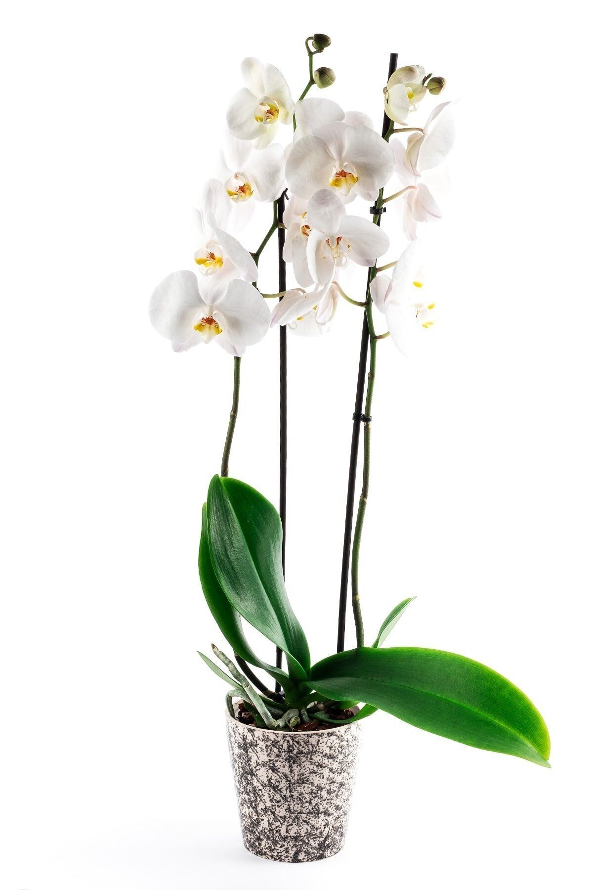 BEYAZ ORKİDE Phalaenopsis 2 Dallı Canlı Çiçek